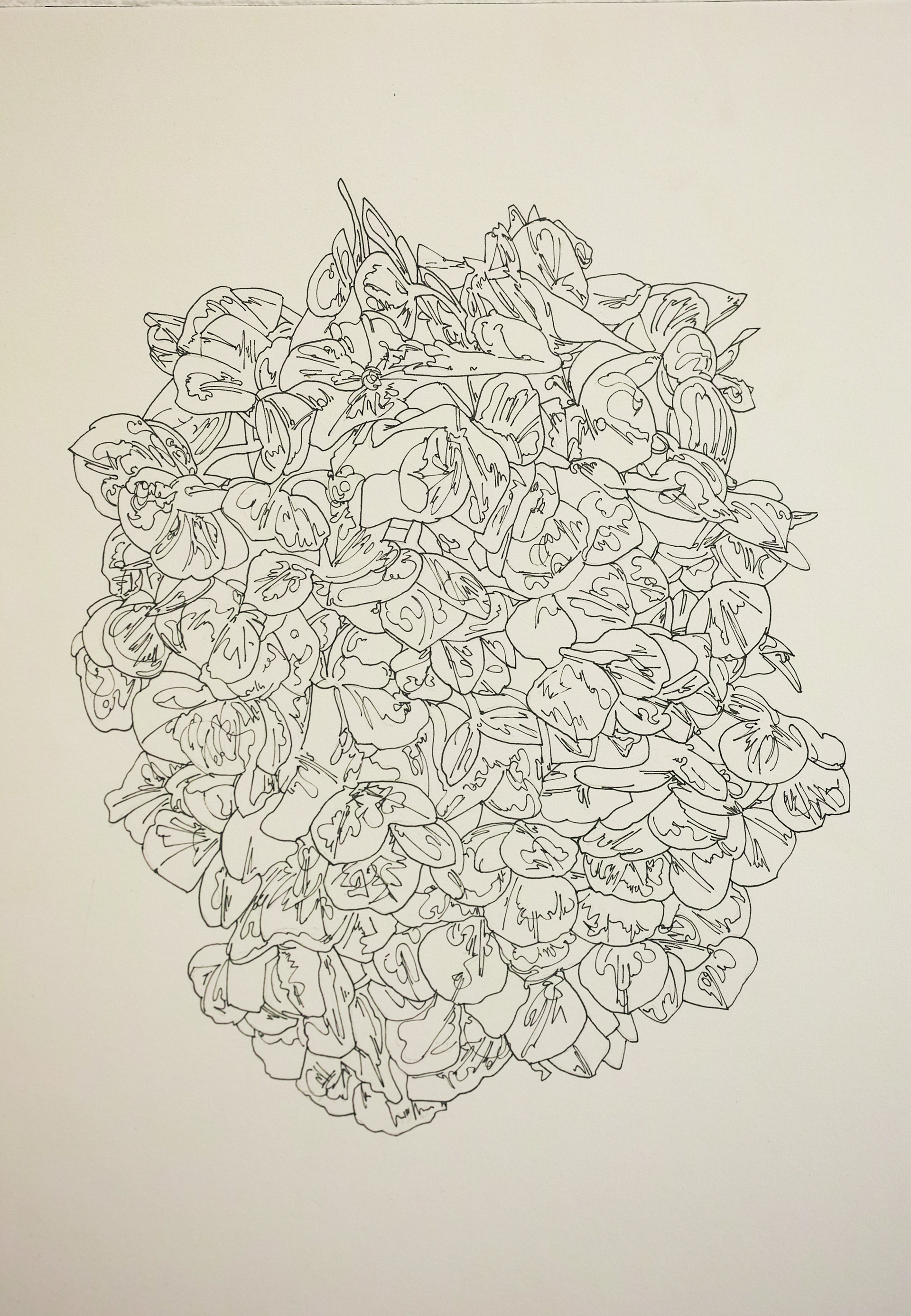 Hydrangea macrophylla | 紙、インク | 29.7×21cm | 2021年