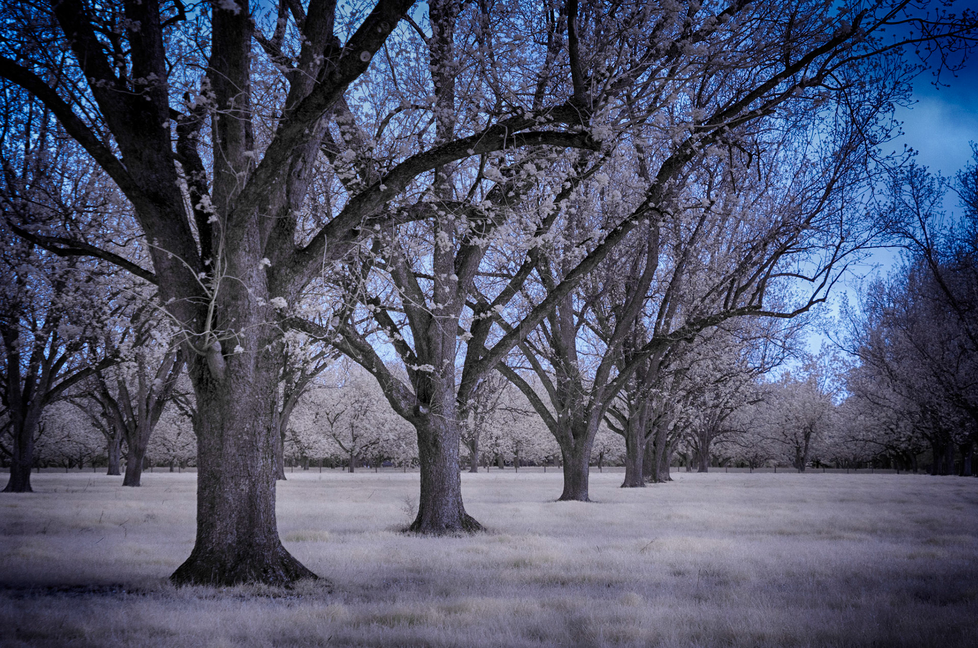 Pecan Orchard in spring, Balwin Co. Alabama