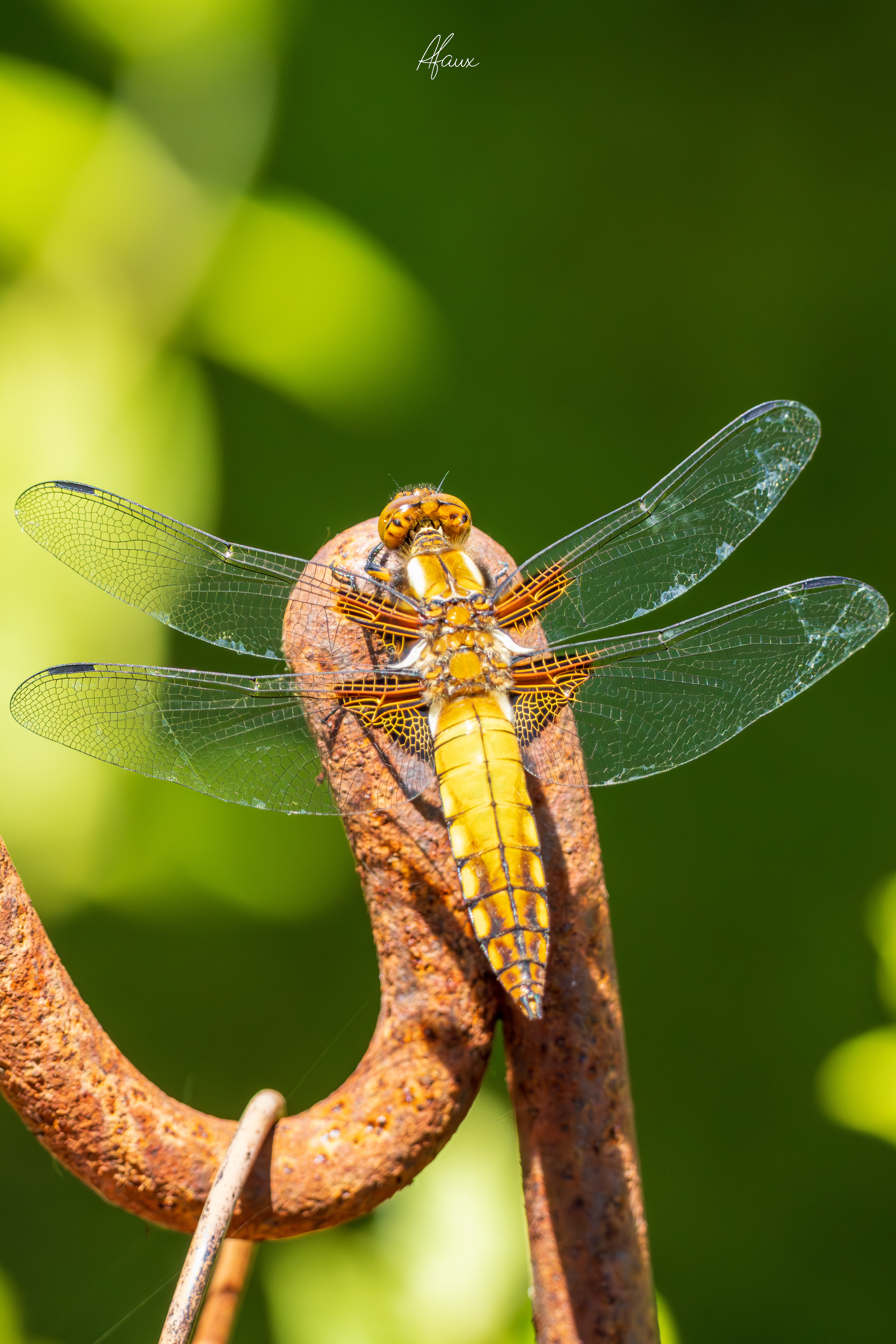 Broad-Bodied Chaser