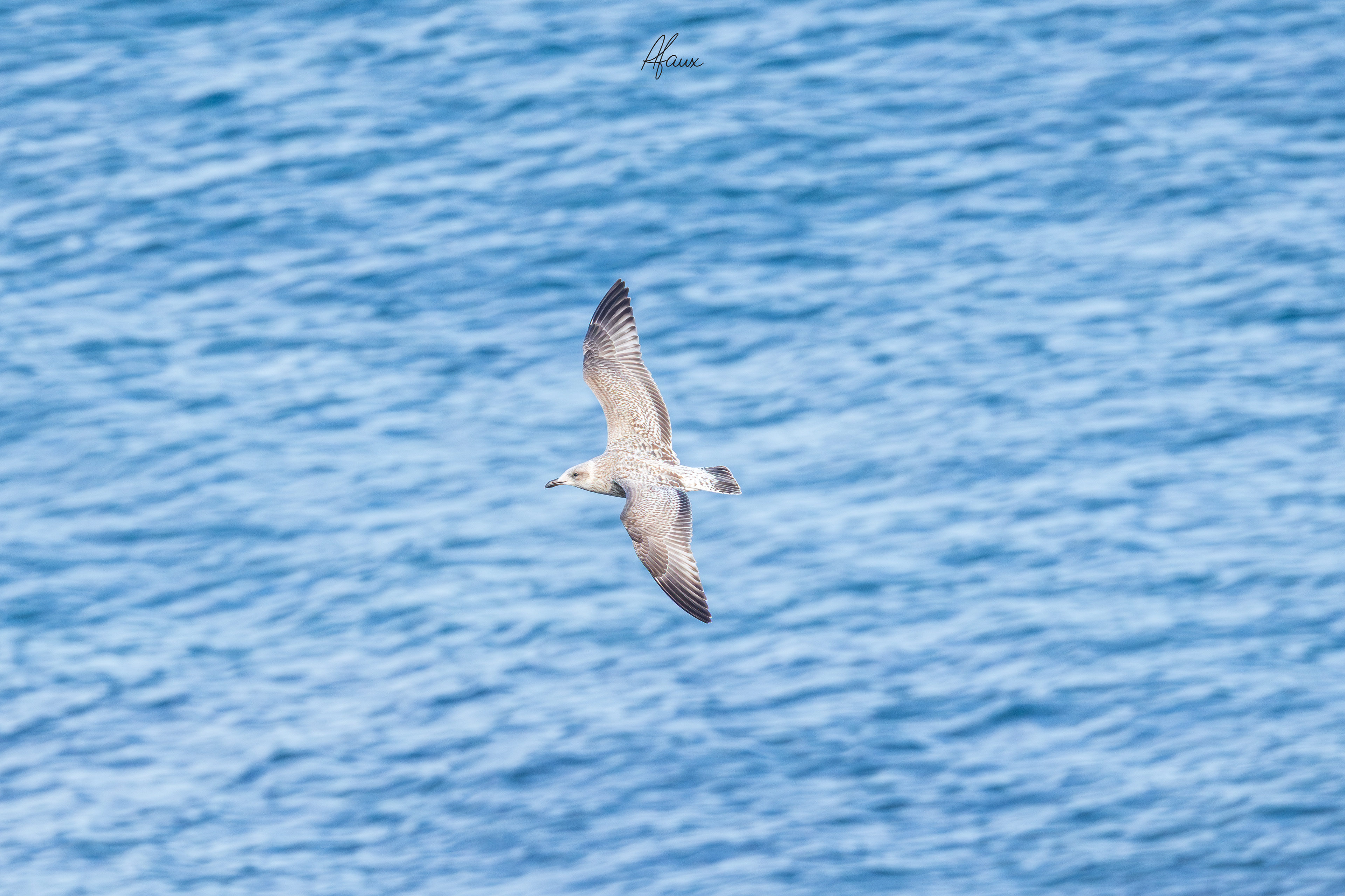 Juvenile Herring Gull