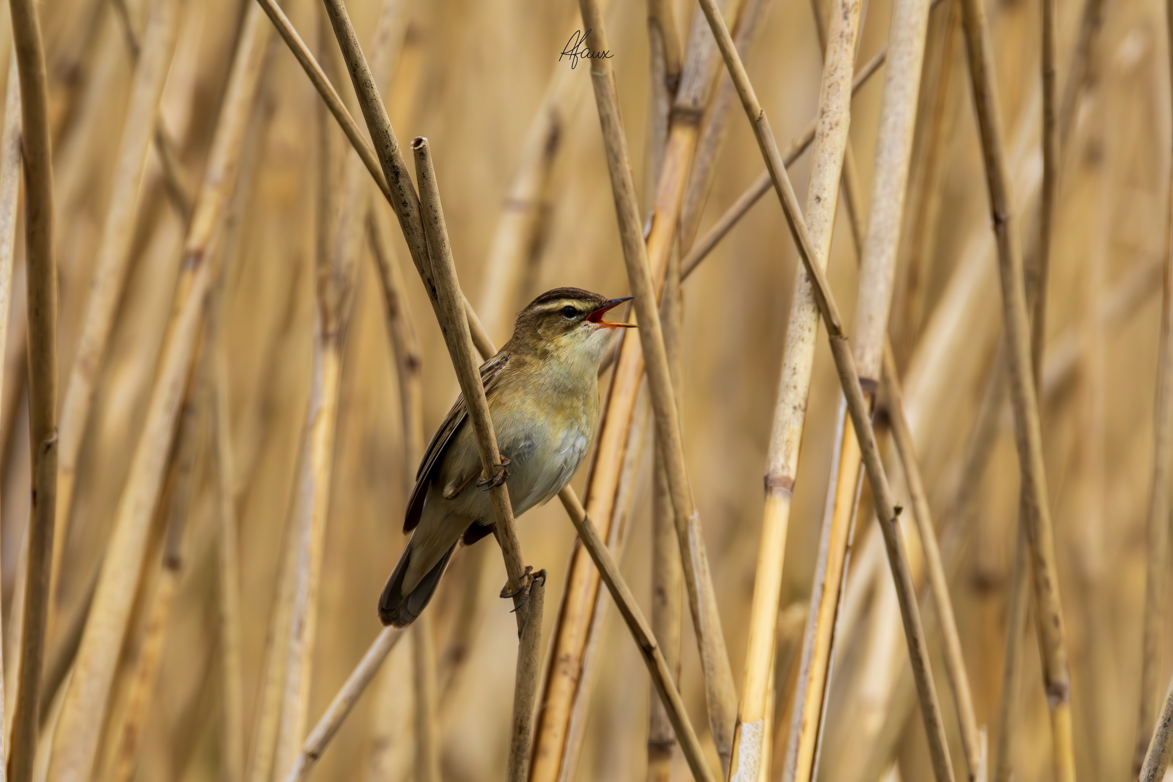 Sedge Warbler