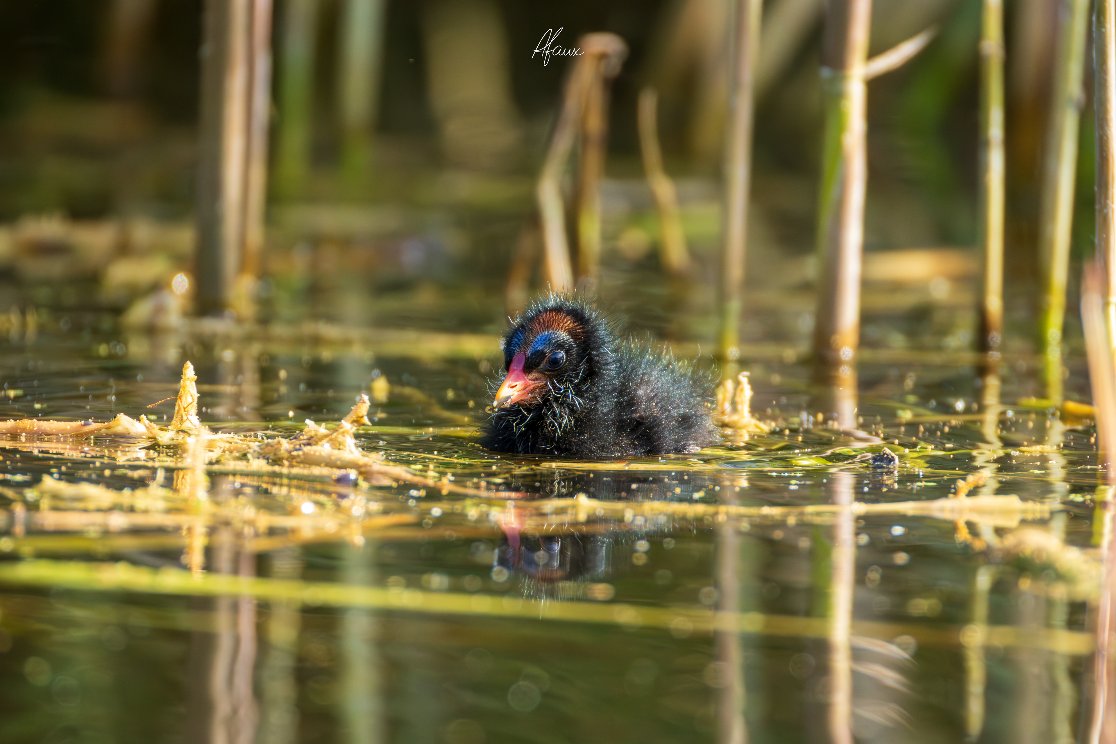 Moorhen Chick