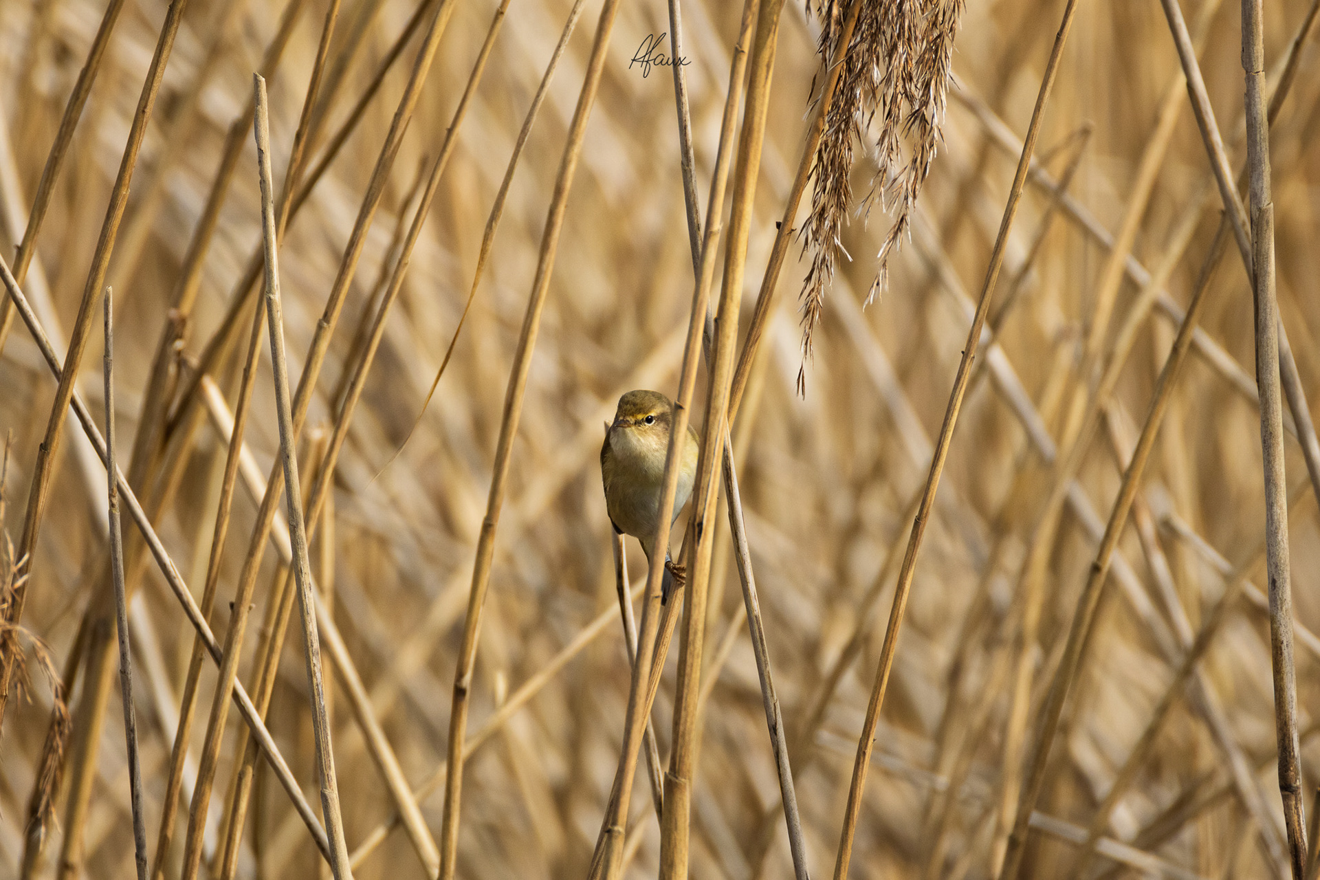 Sedge Warbler