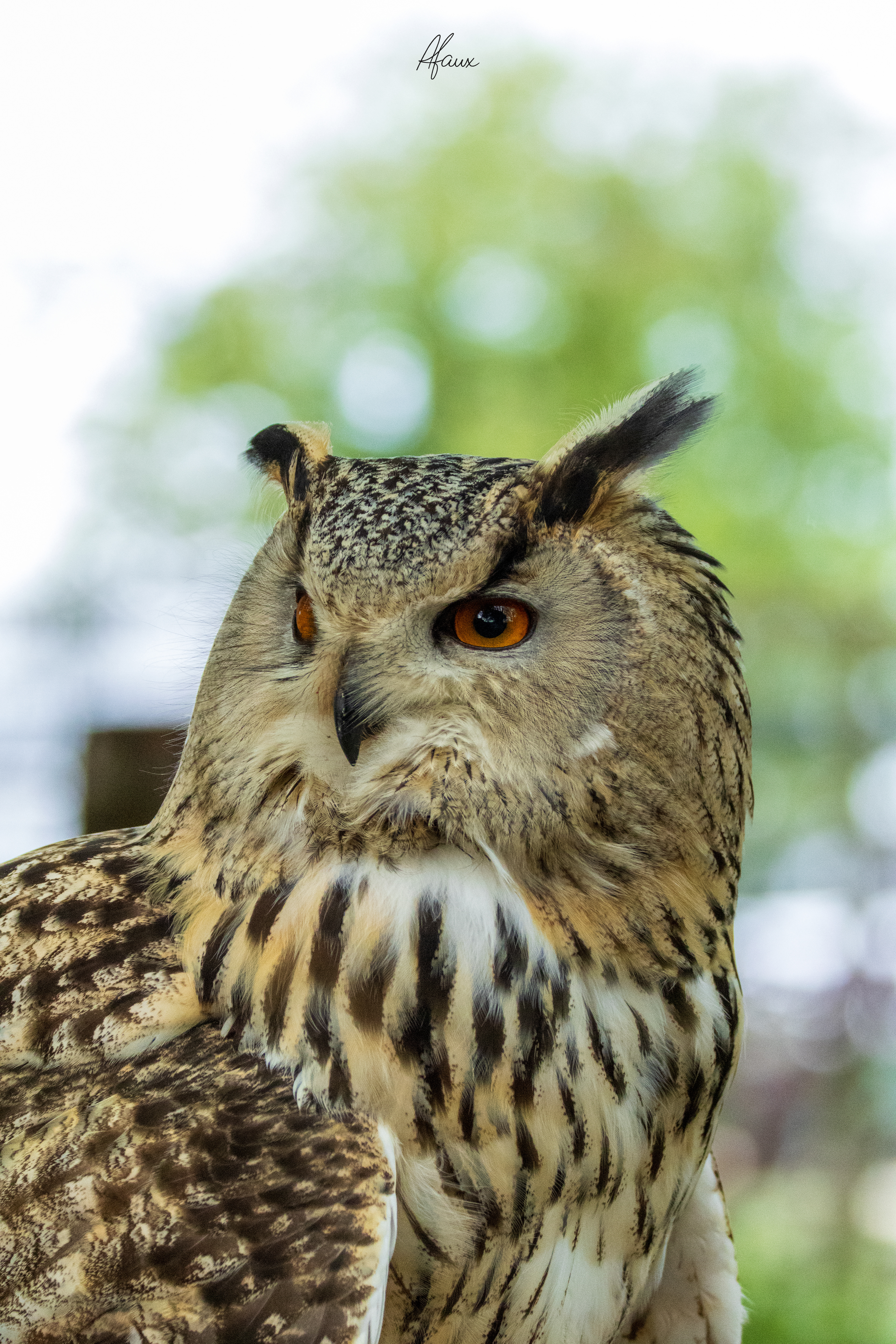 Eagle Owl