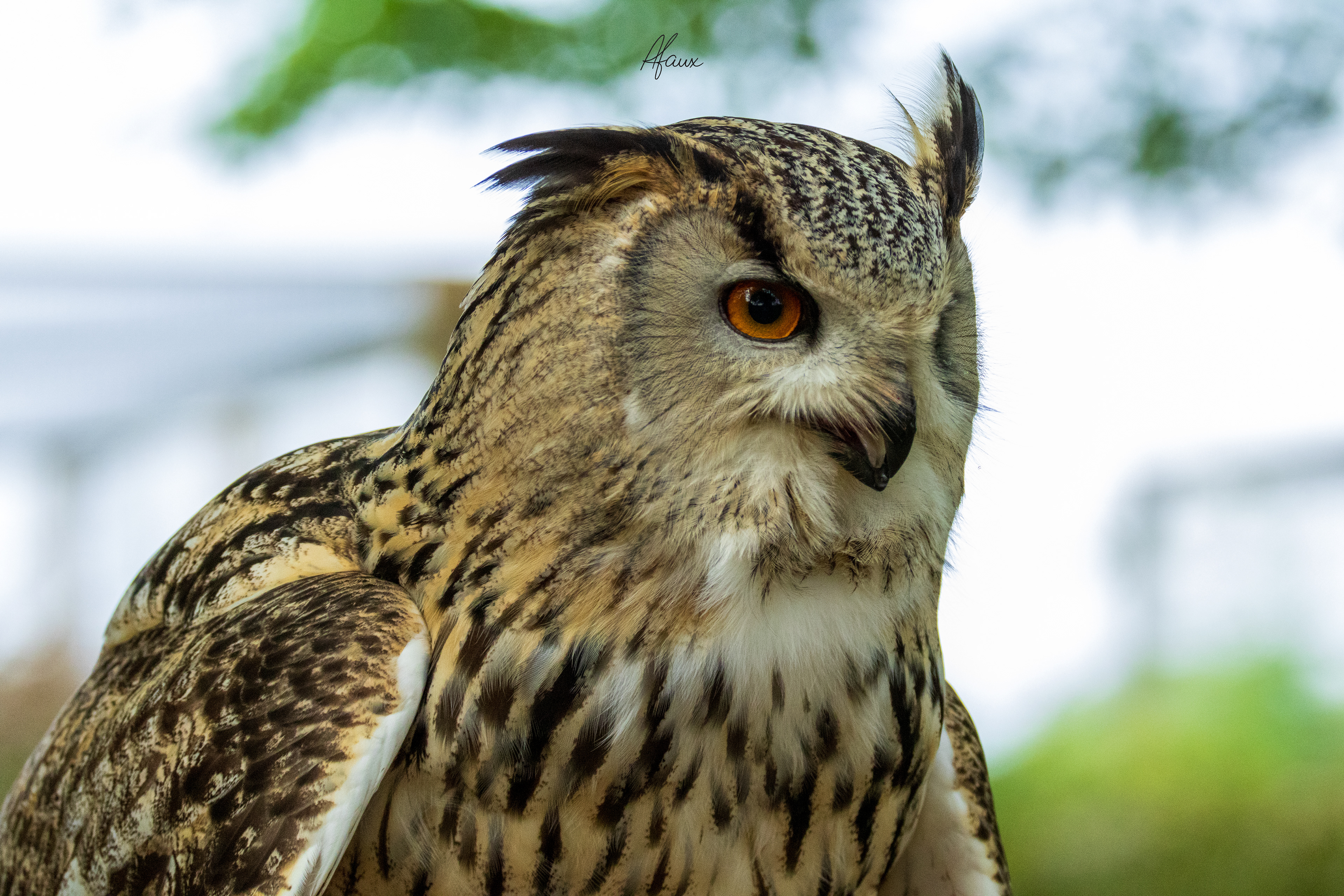 Eagle Owl