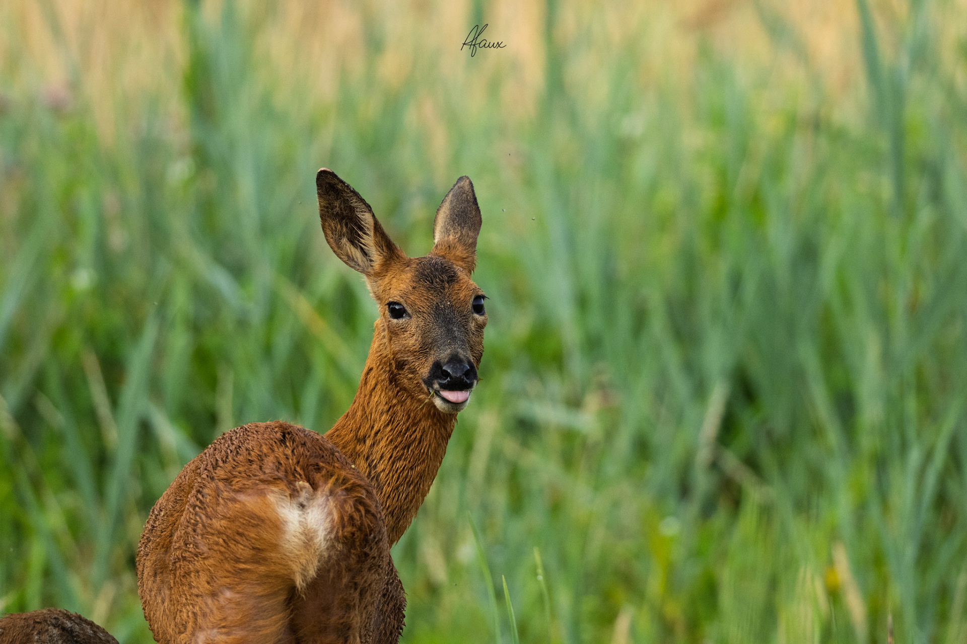 Roe Deer