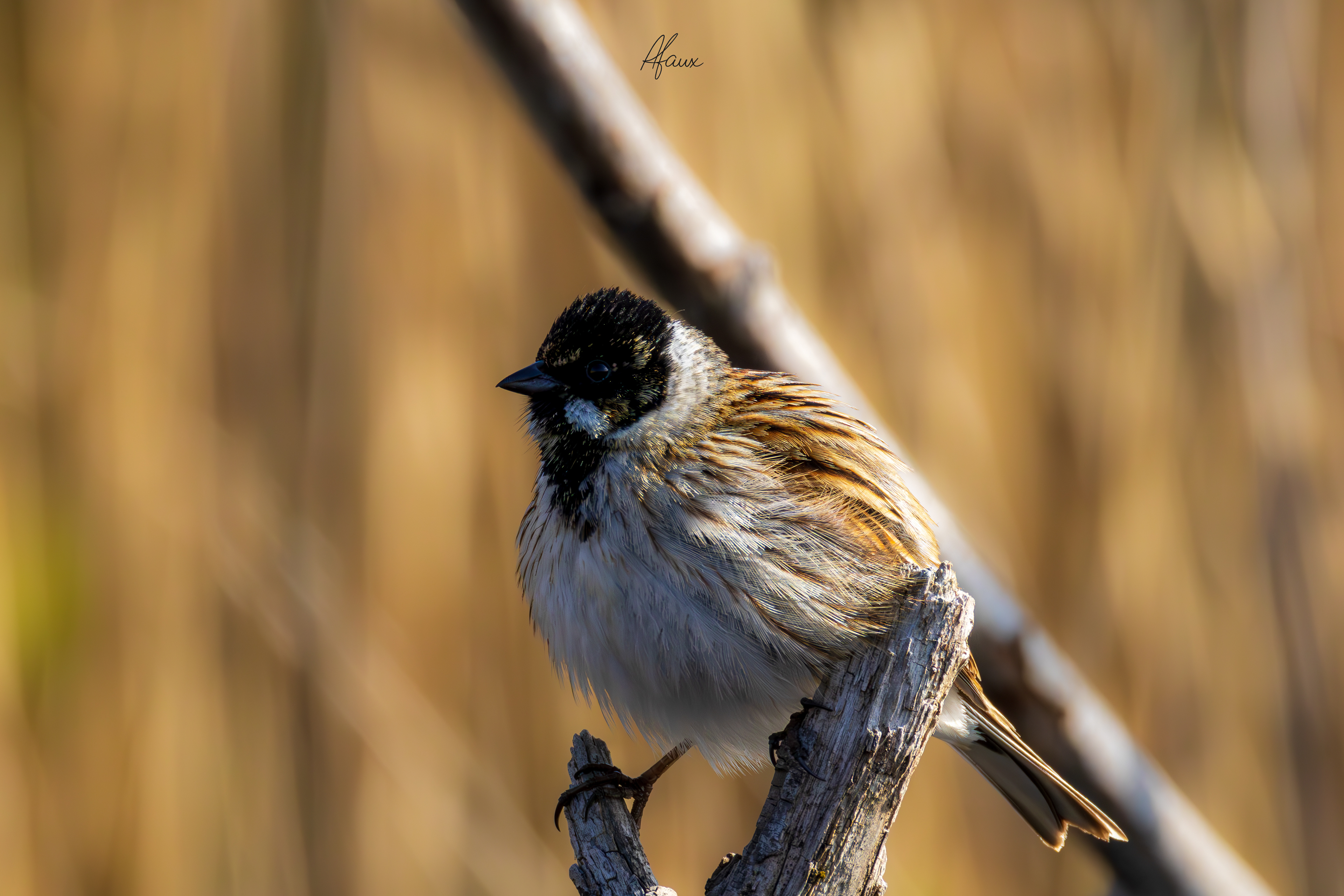 Reed Bunting