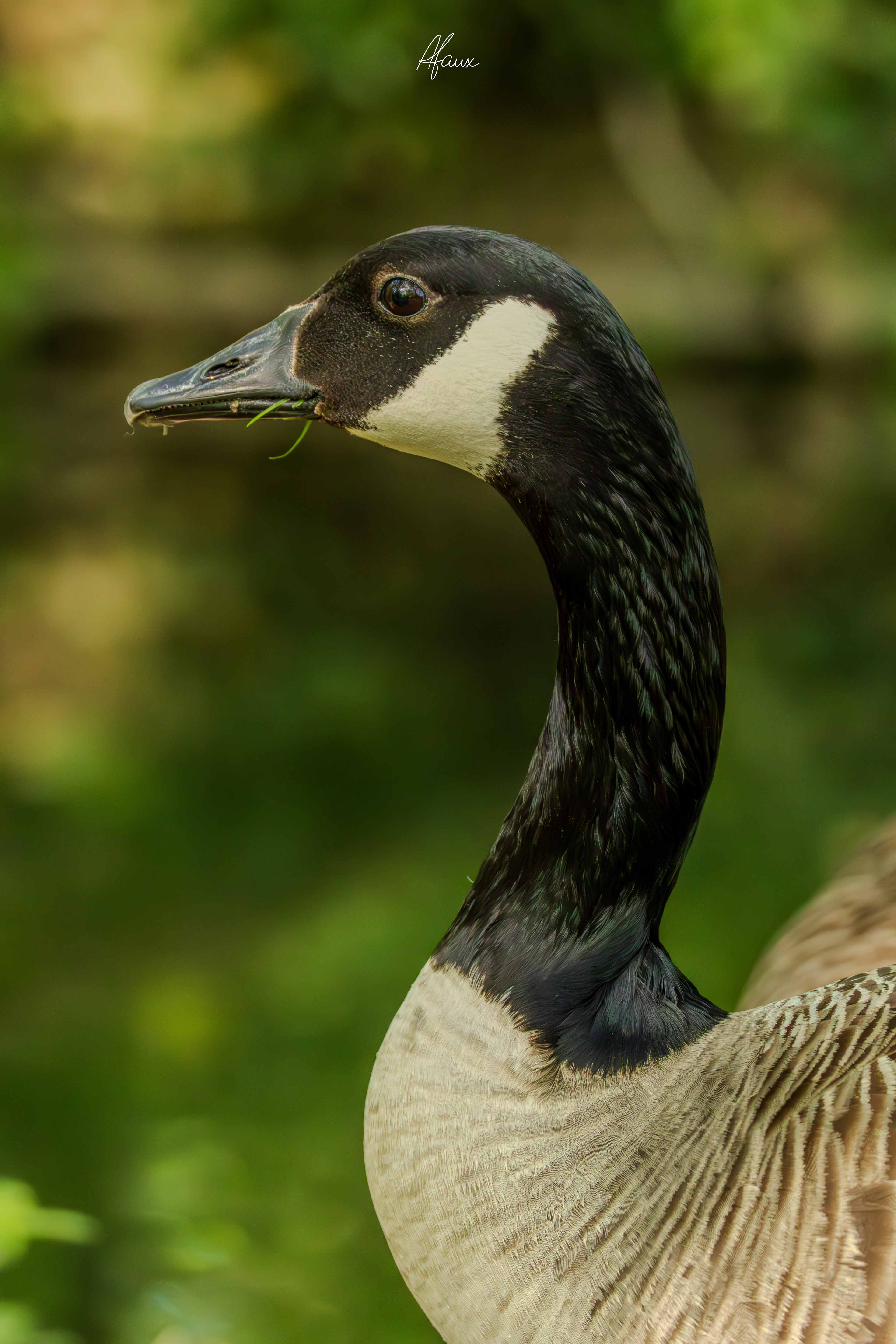 Canada Goose