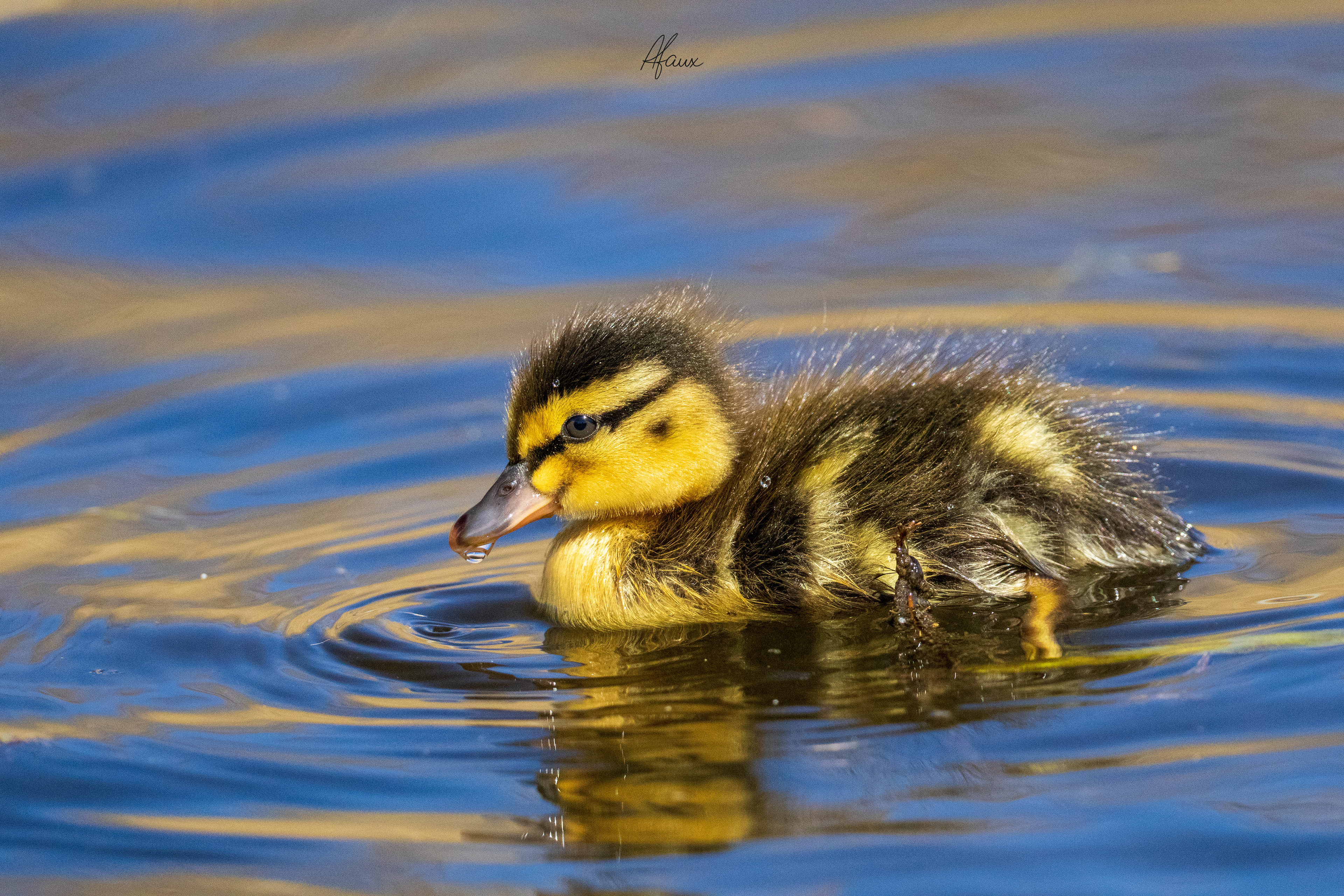 Mallard Duckling