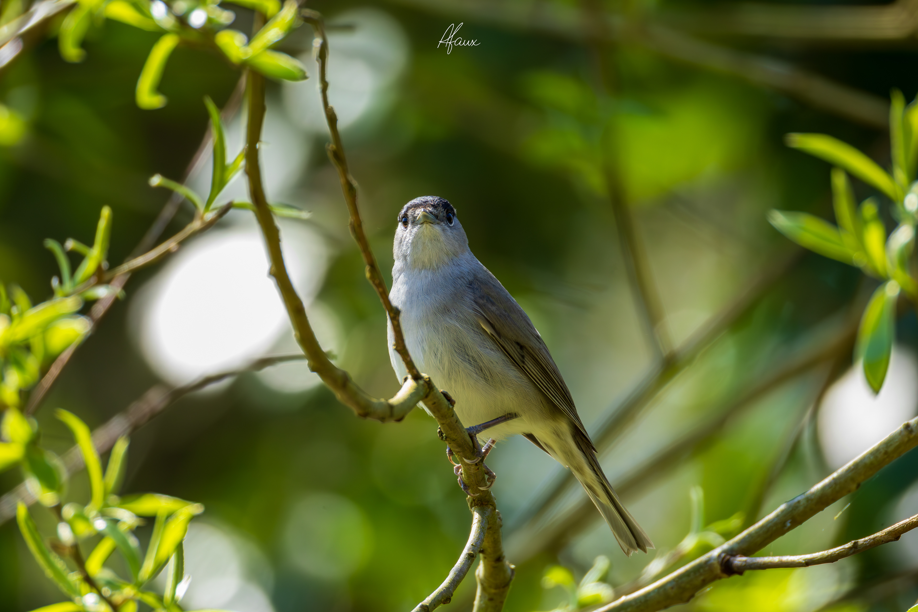 Blackcap