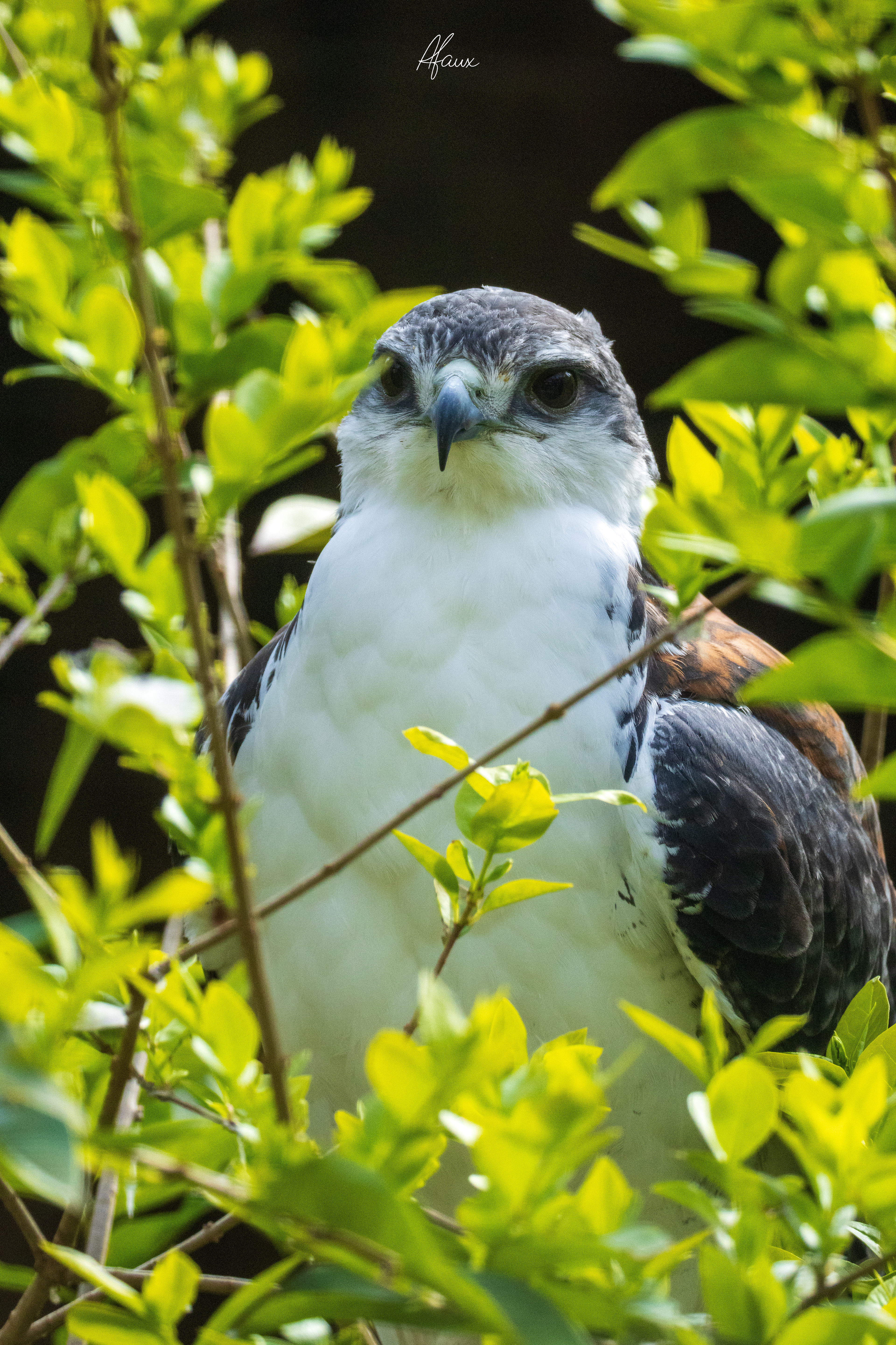 Red-Backed Hawk / Variable Hawk