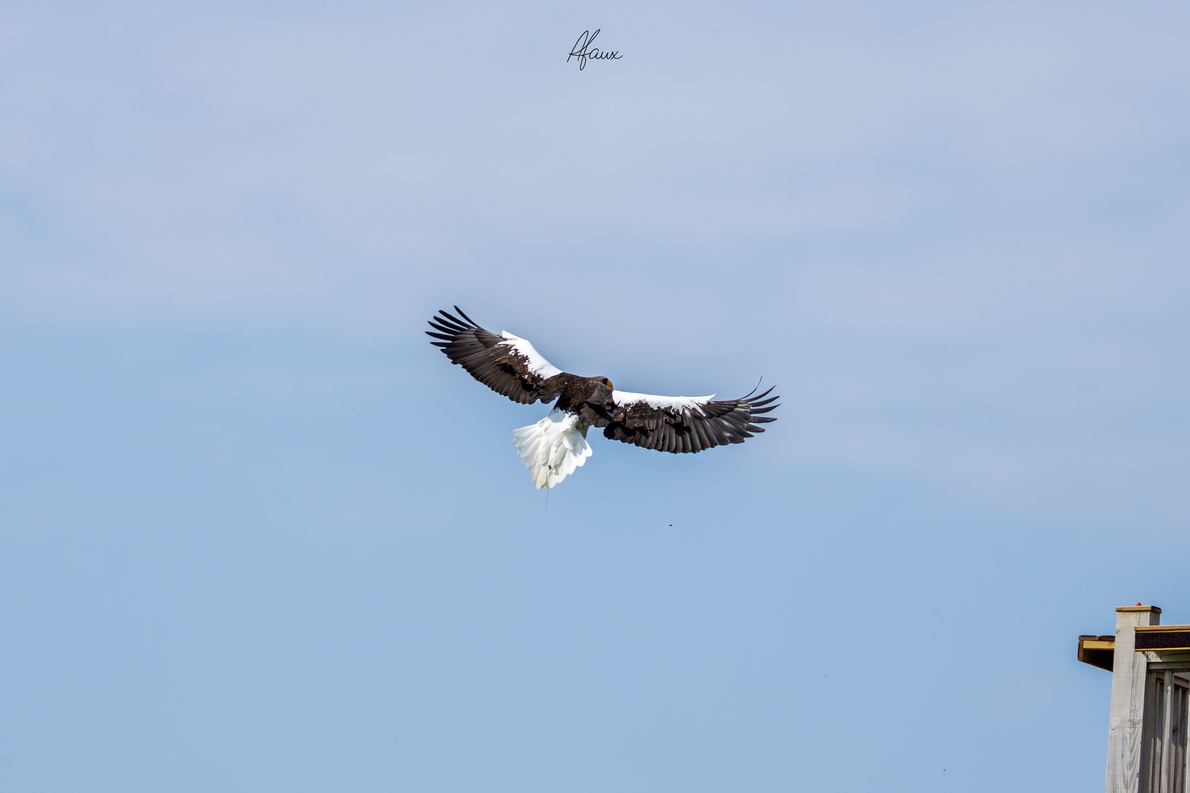 Crested Caracara