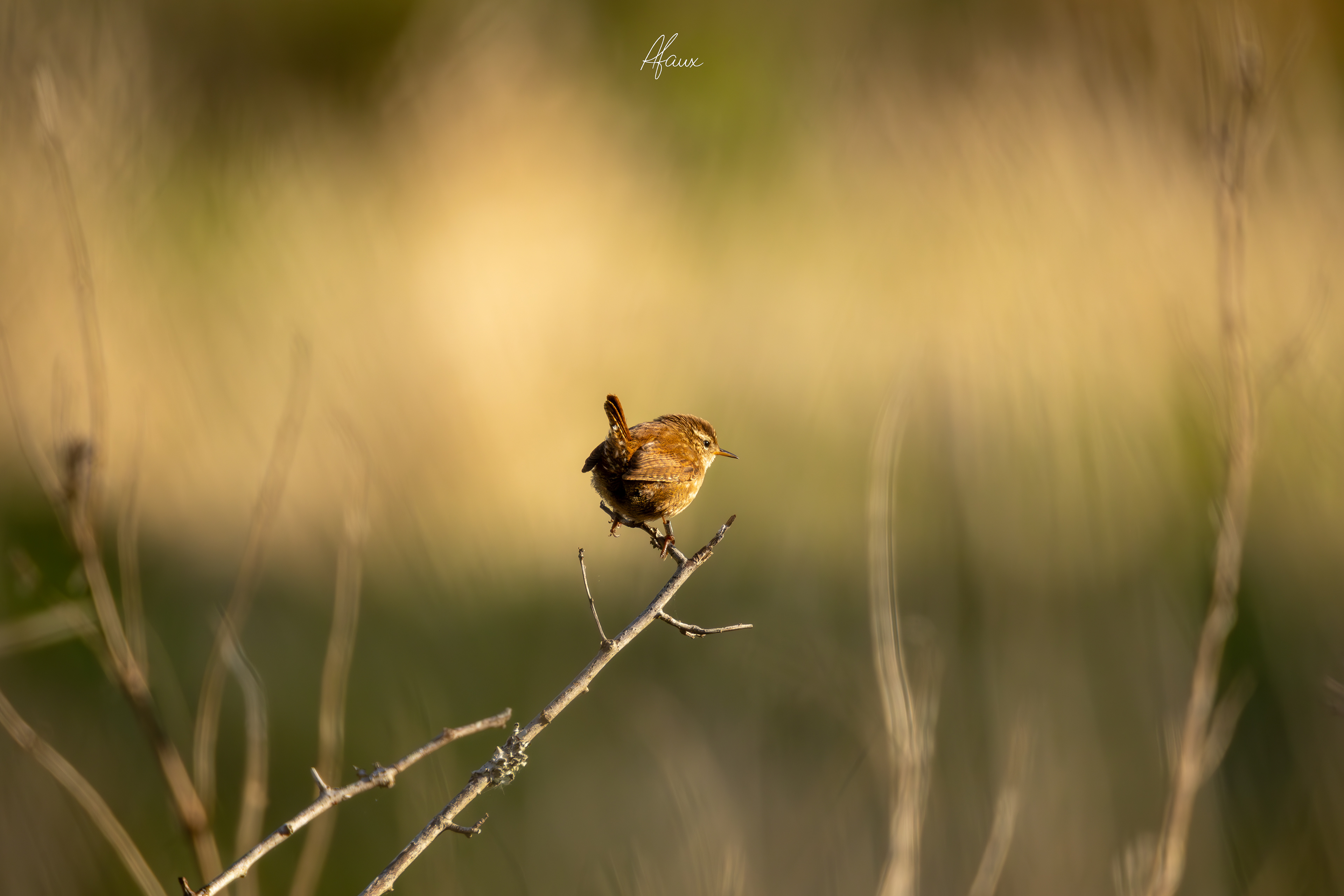 Eurasian Wren