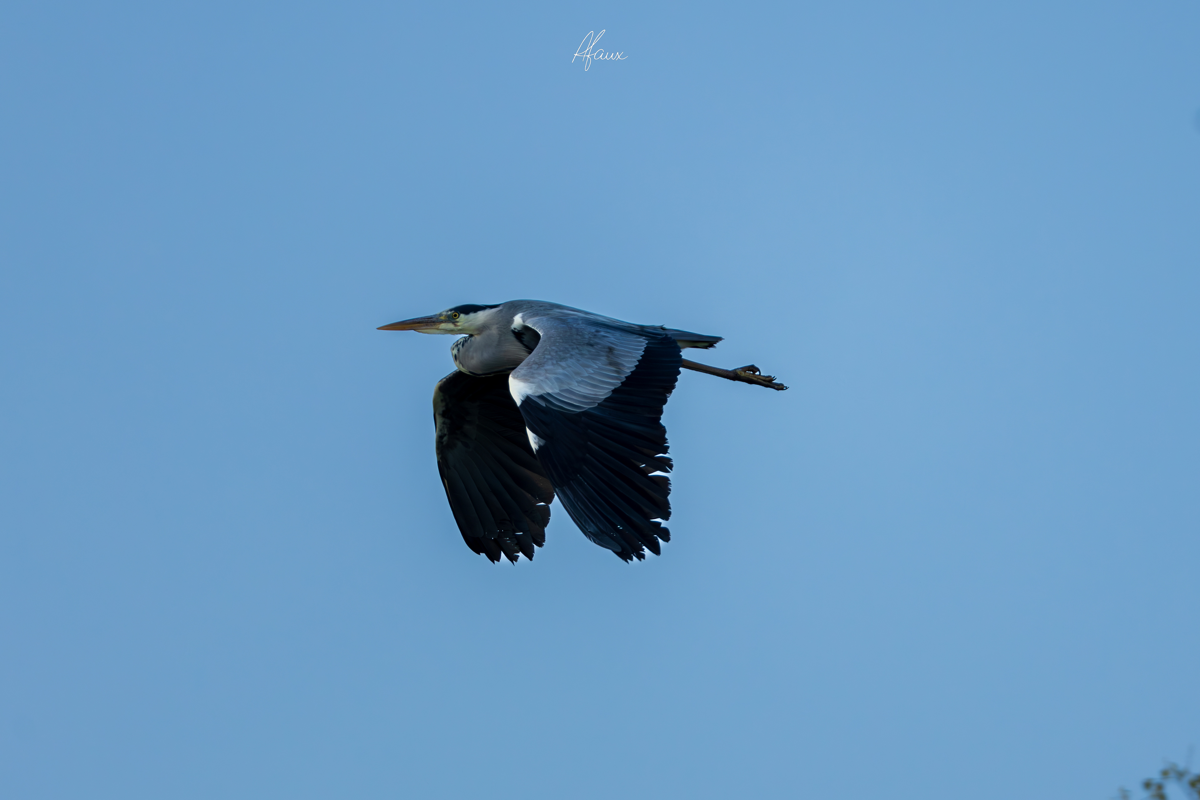 Grey Heron