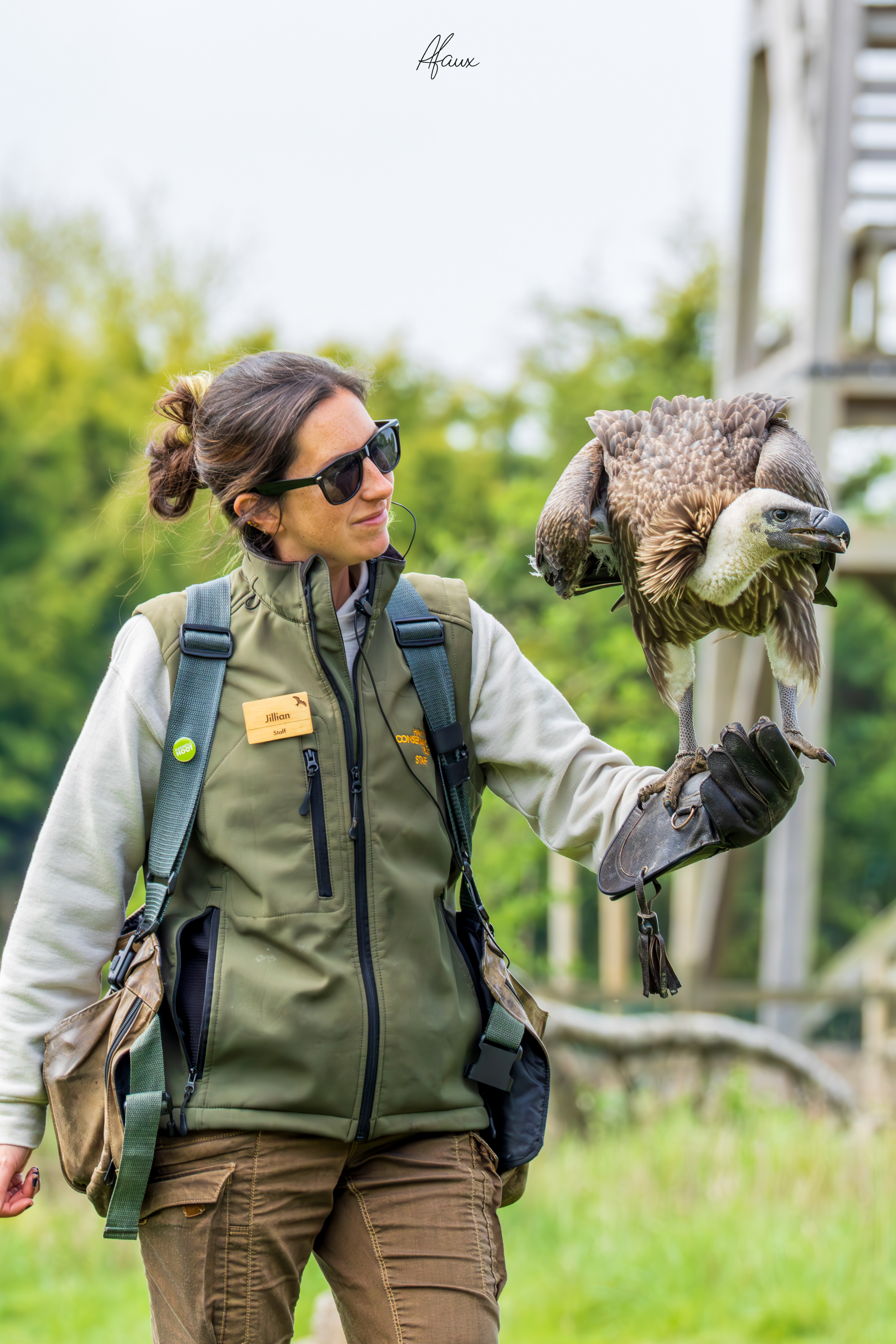 Griffon Vulture
