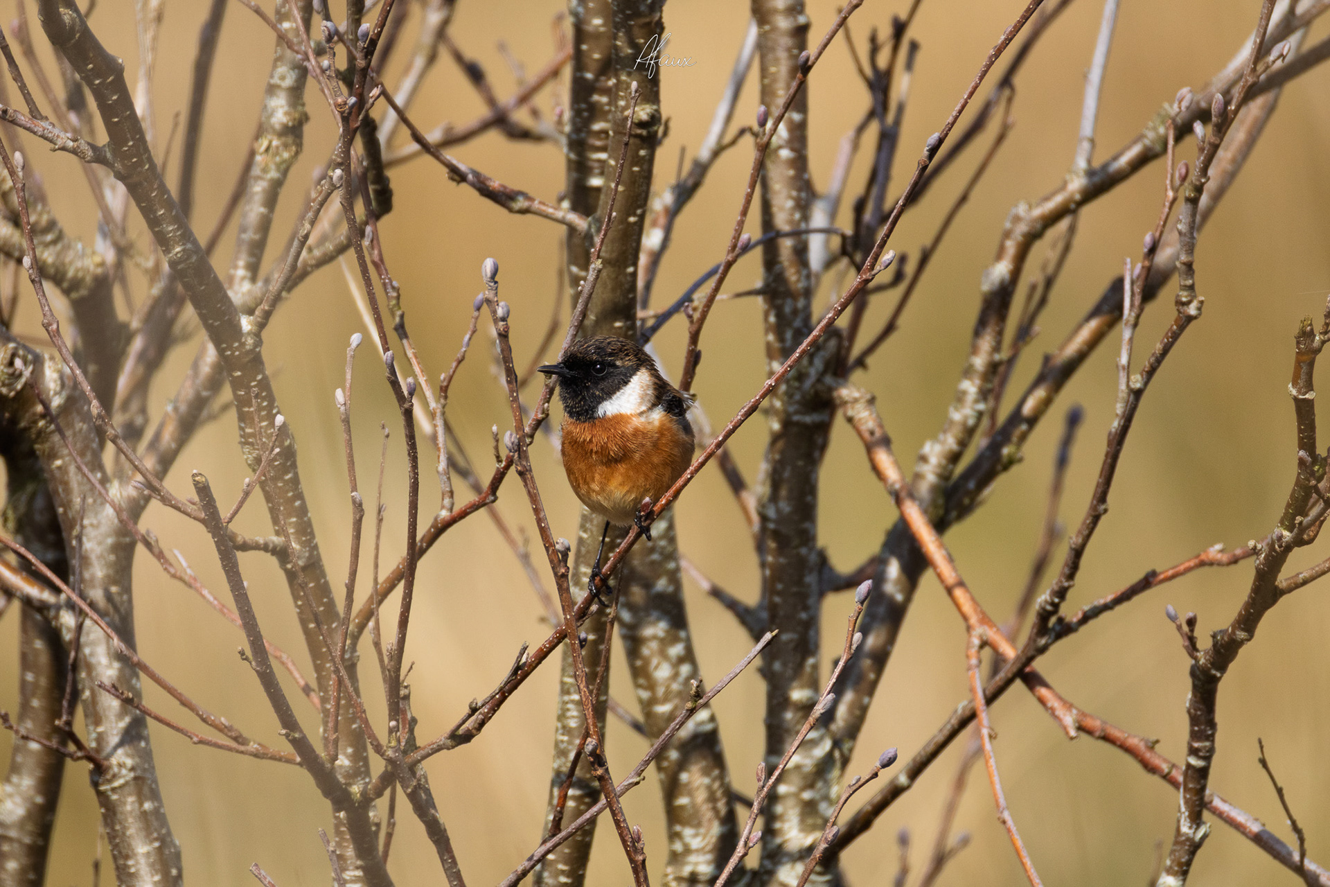 Stonechat