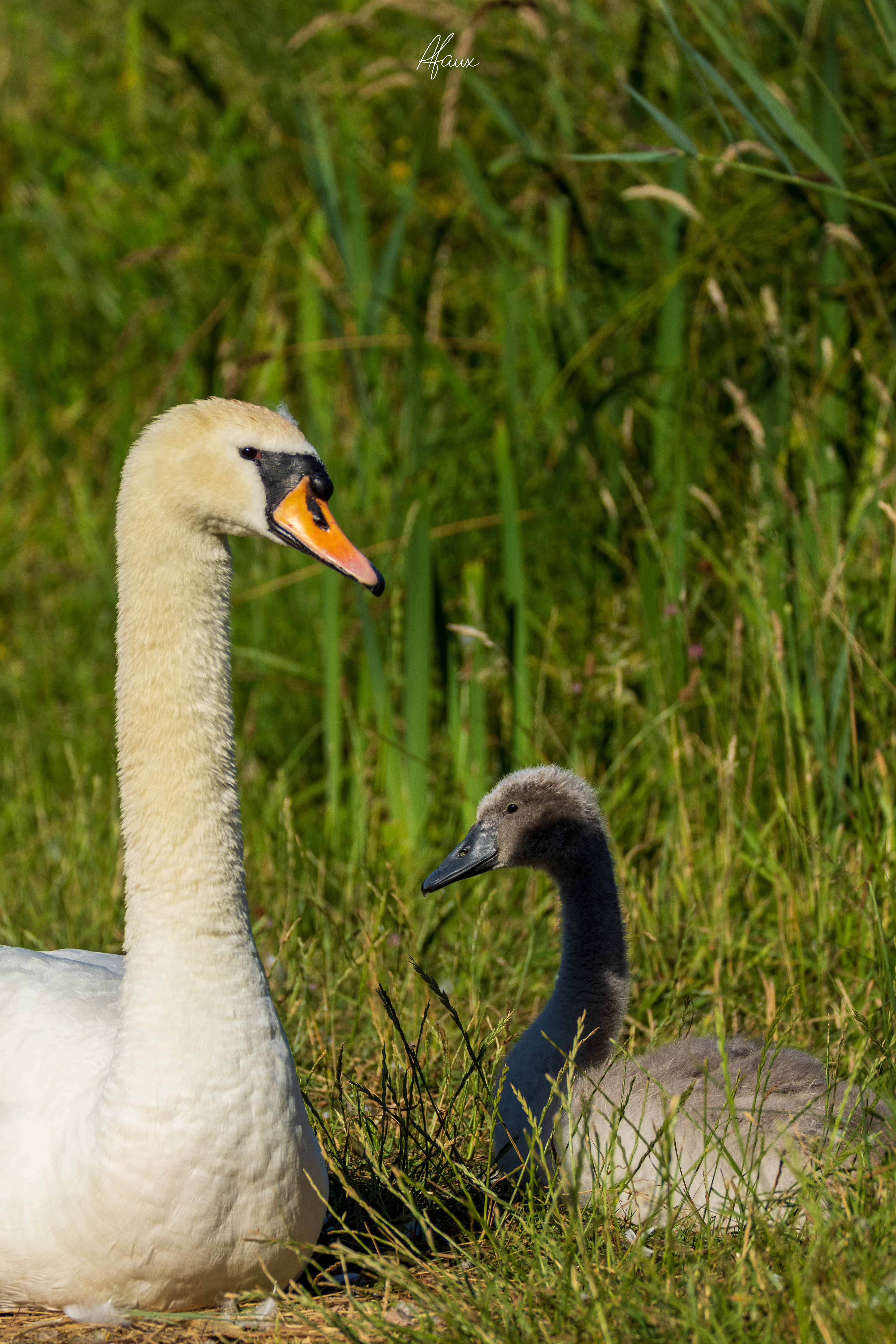 Swan Mother & Cygnet