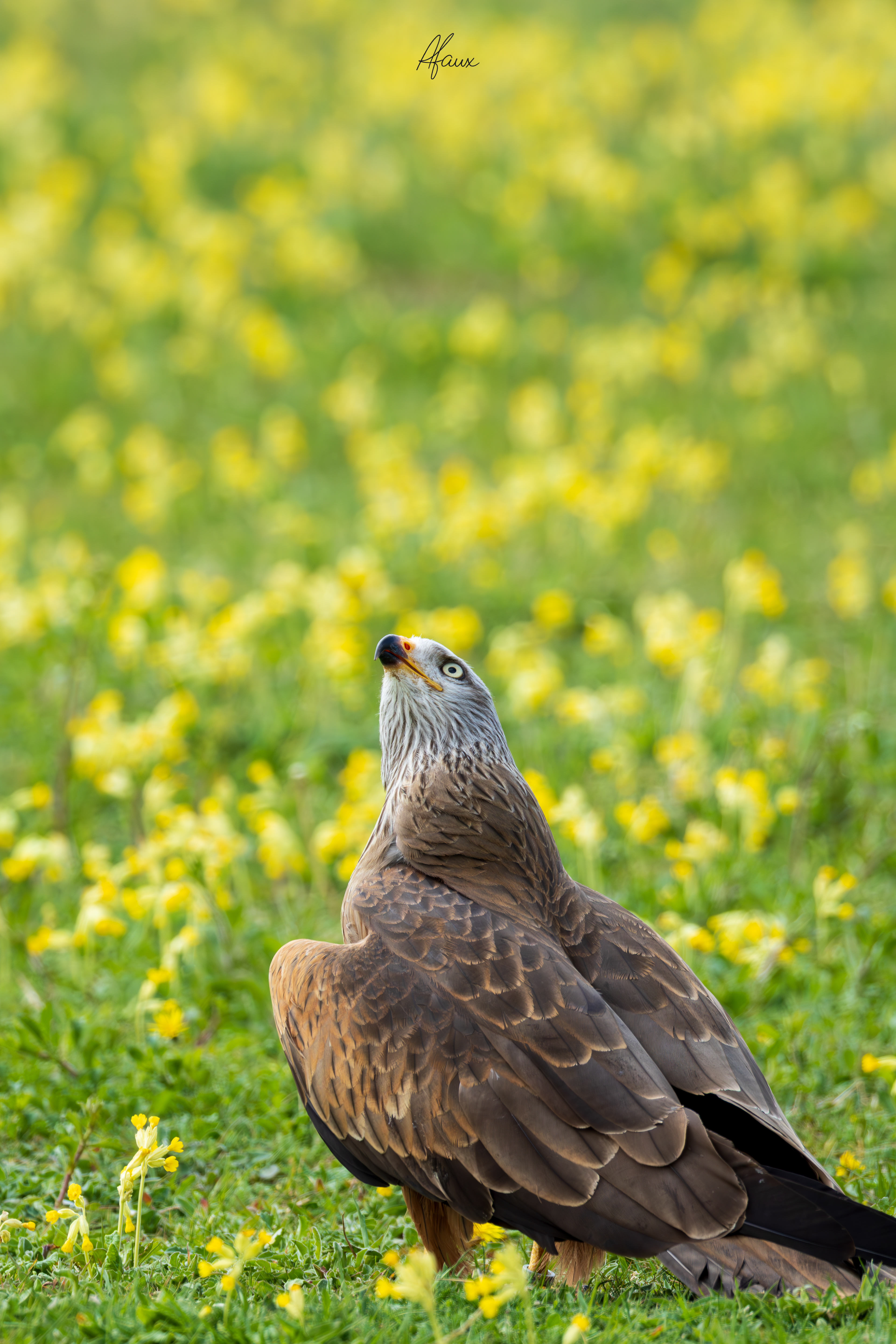 Black Kite