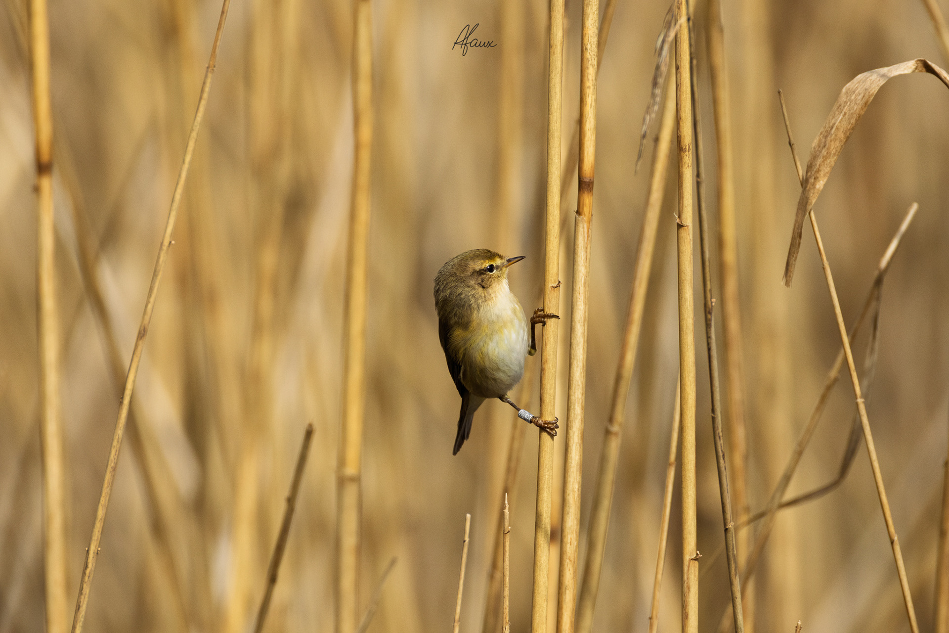 Sedge Warbler