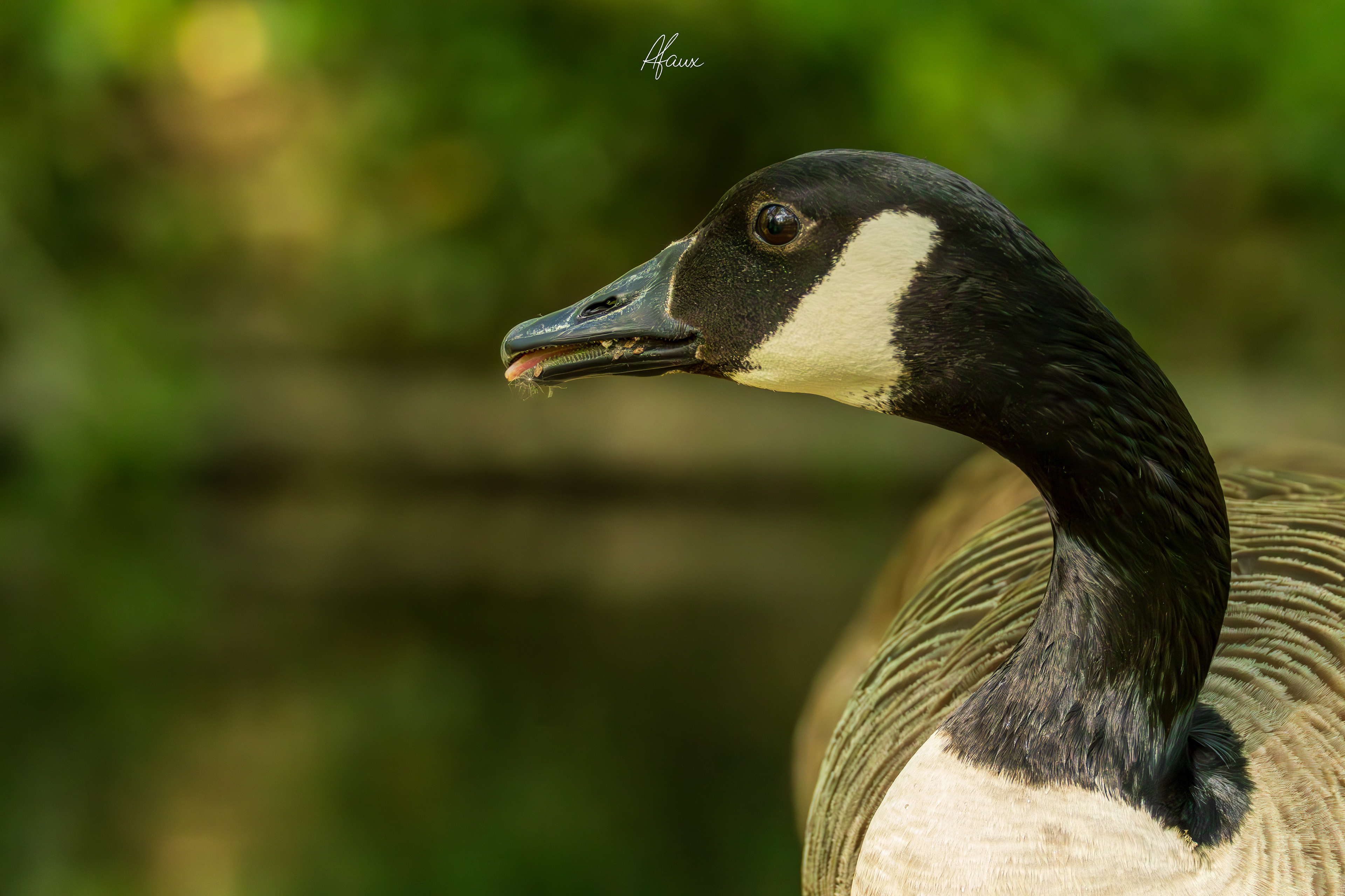 Canada Goose