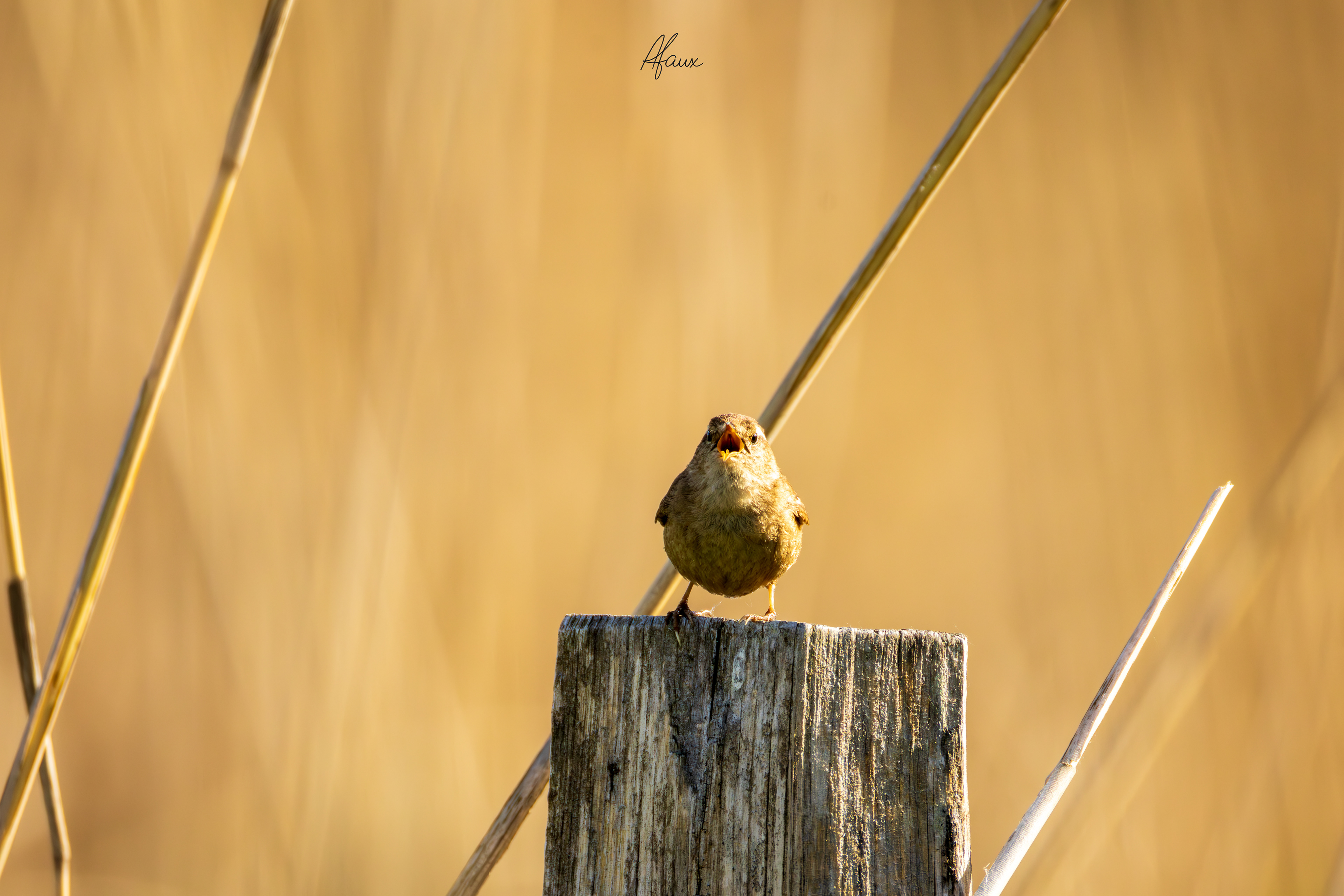 Eurasian Wren