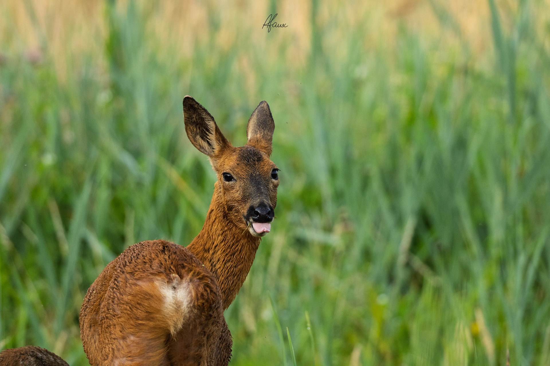 Roe Deer