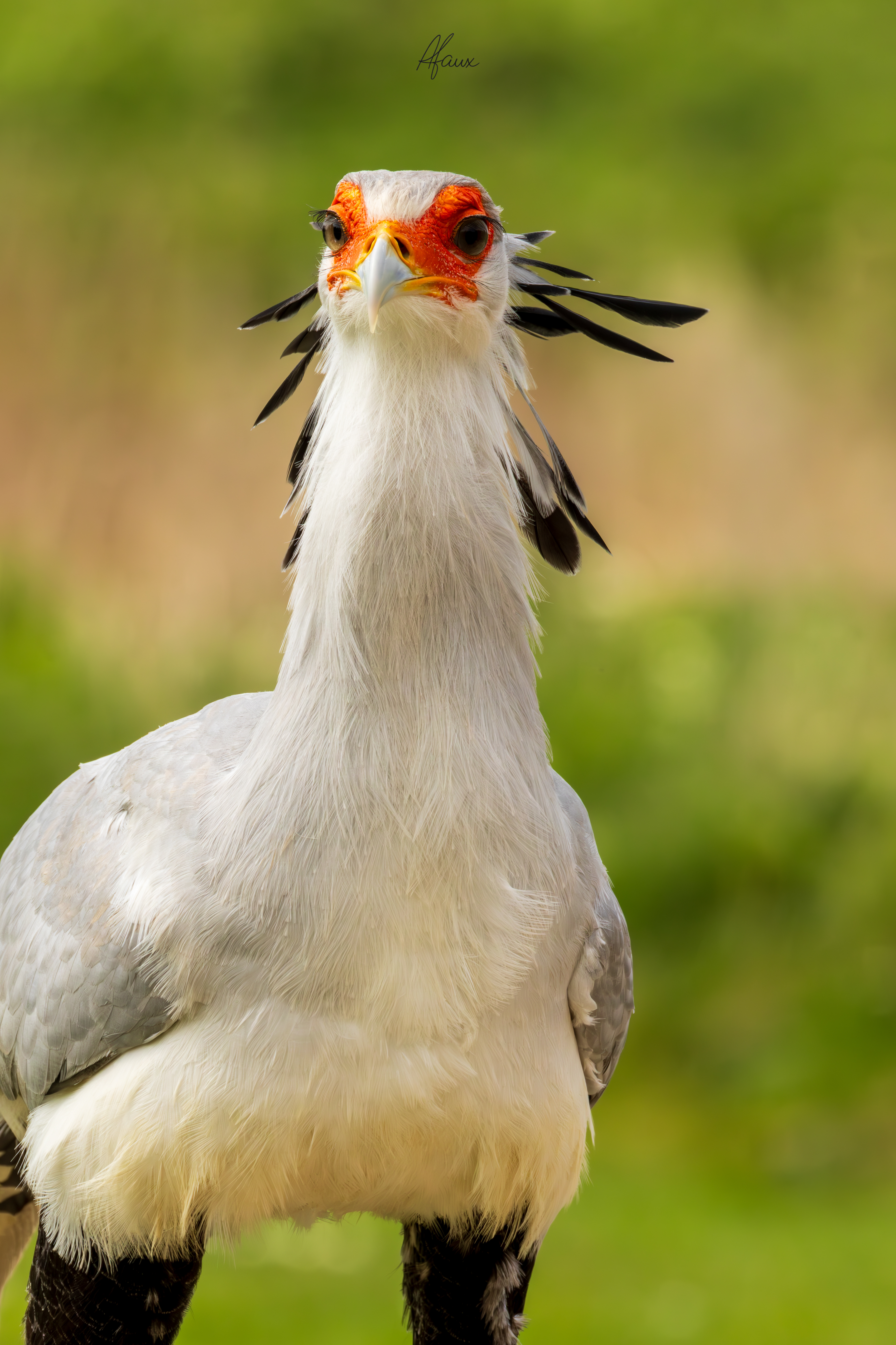 Secretary Bird