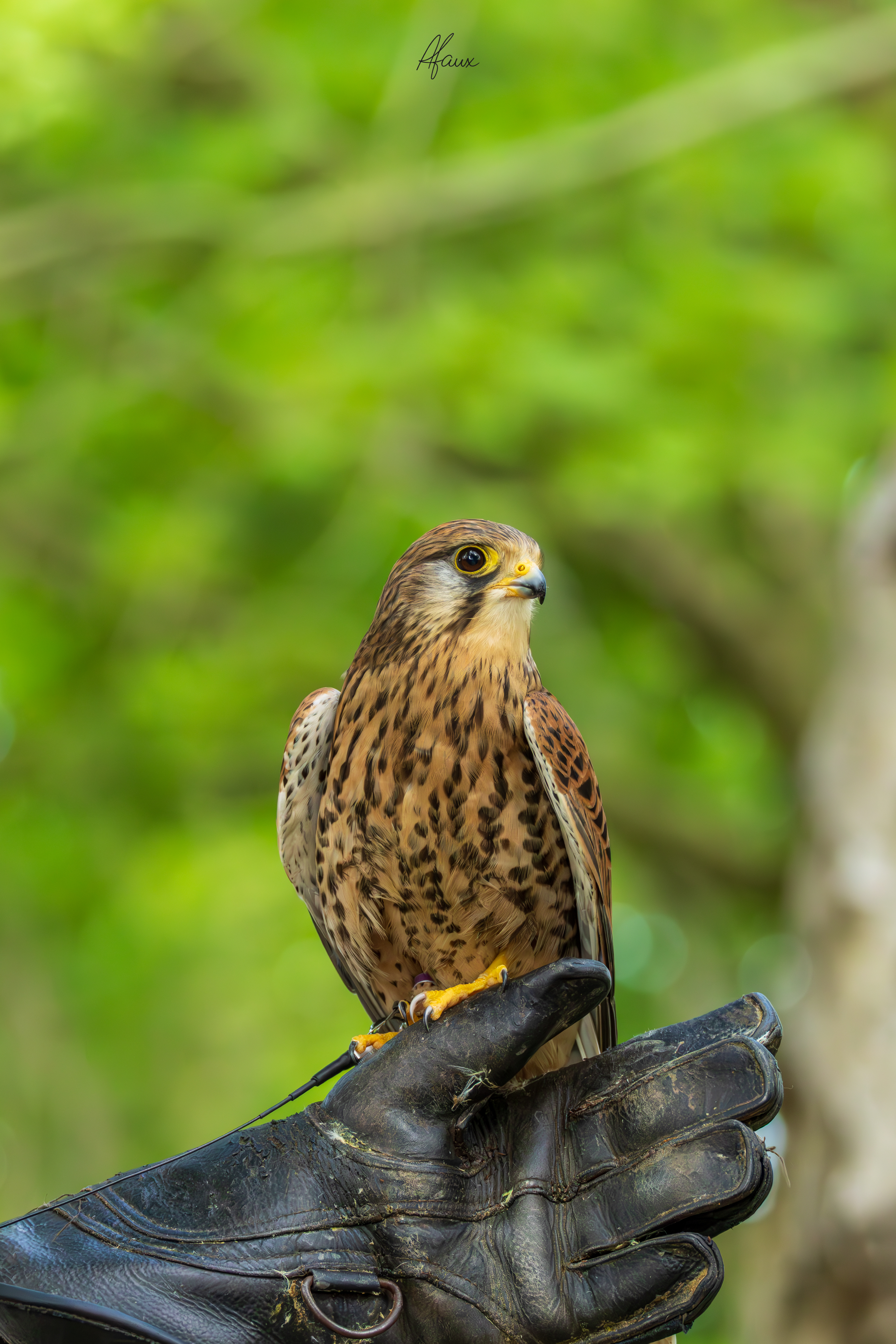 Common Kestrel / European Kestrel