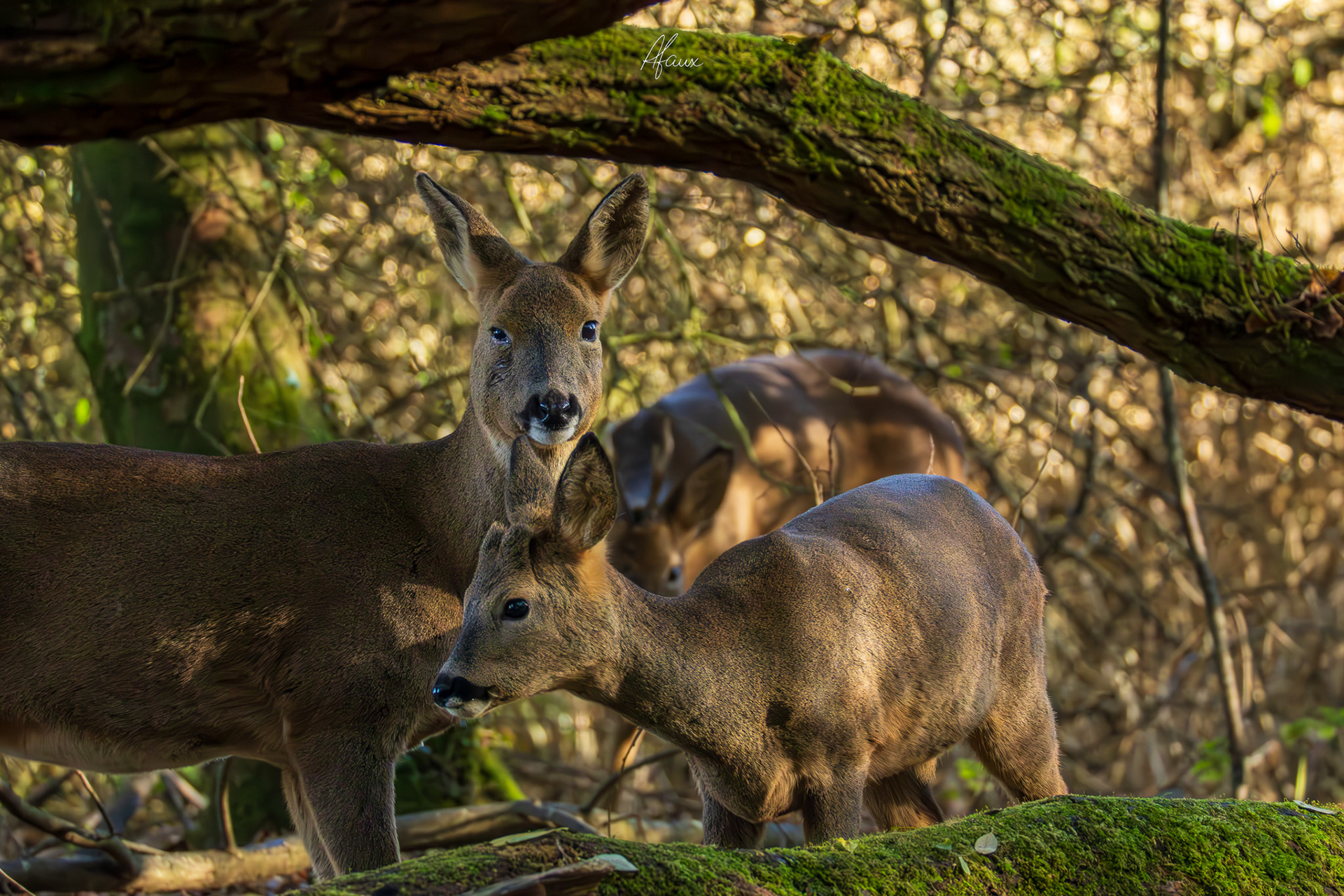 Family of Roe Deer