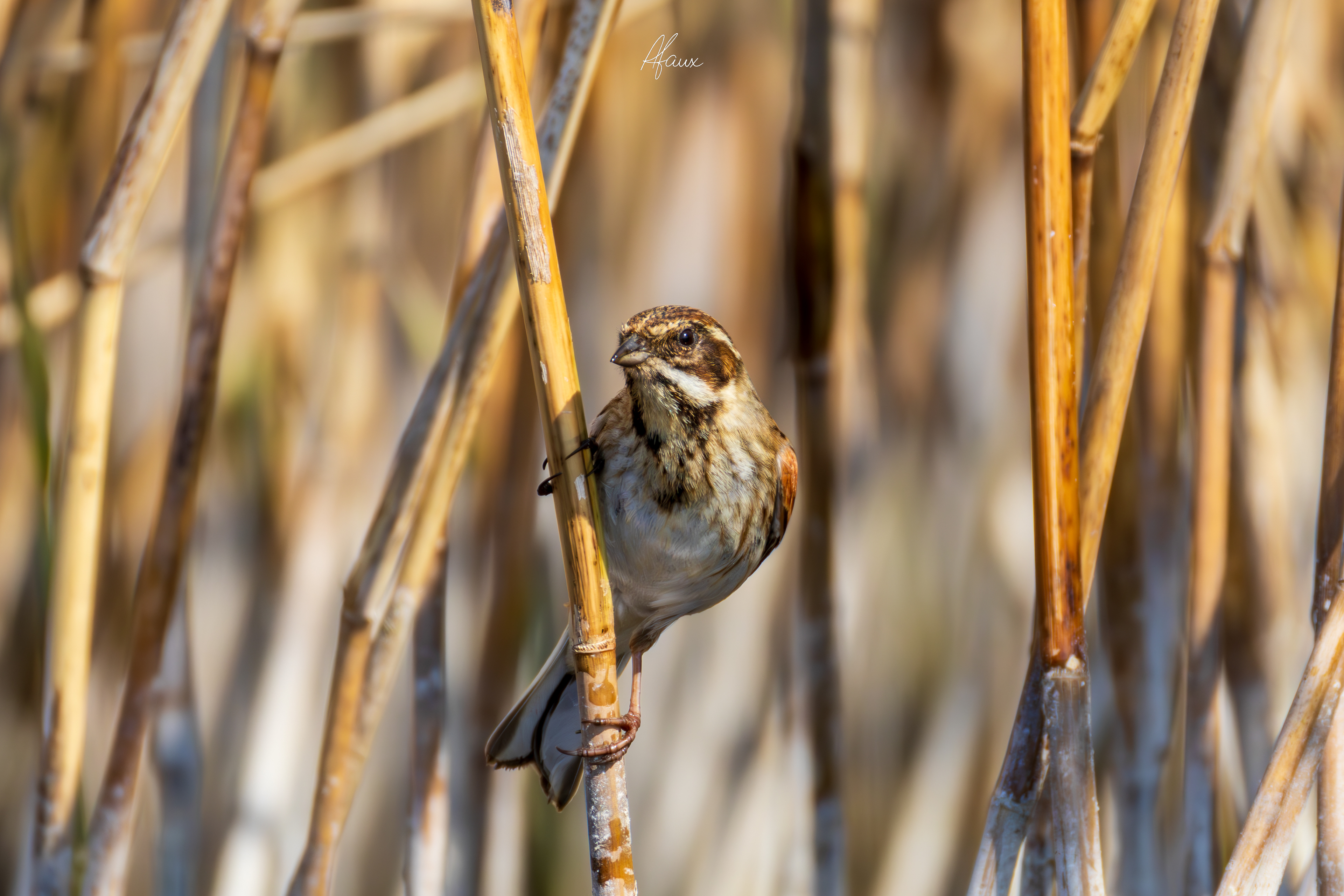 Reed Bunting