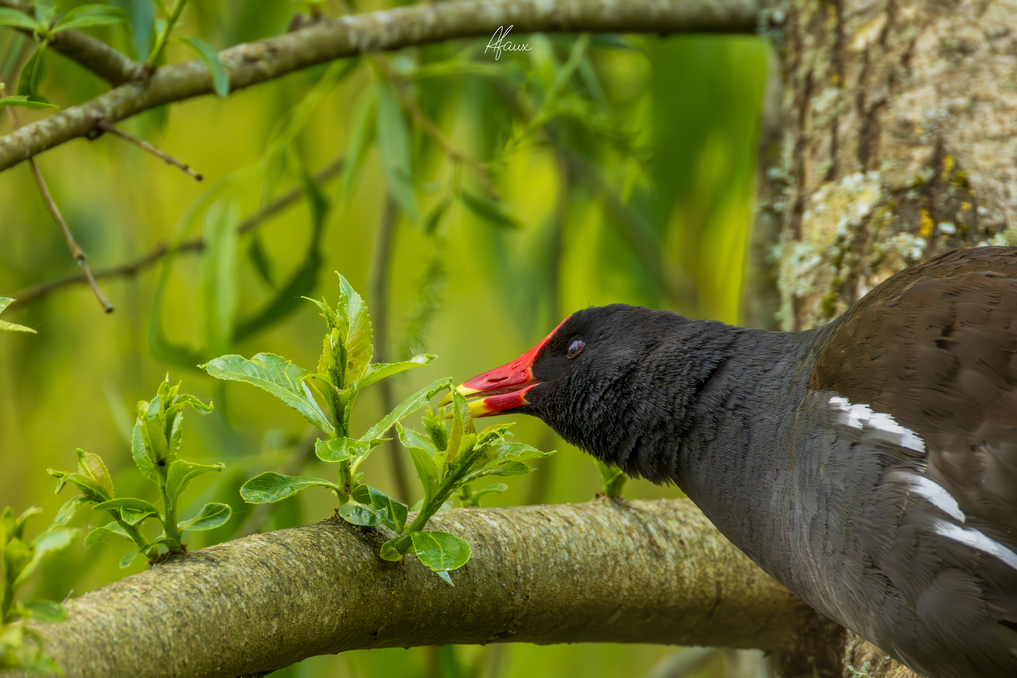 Moorhen