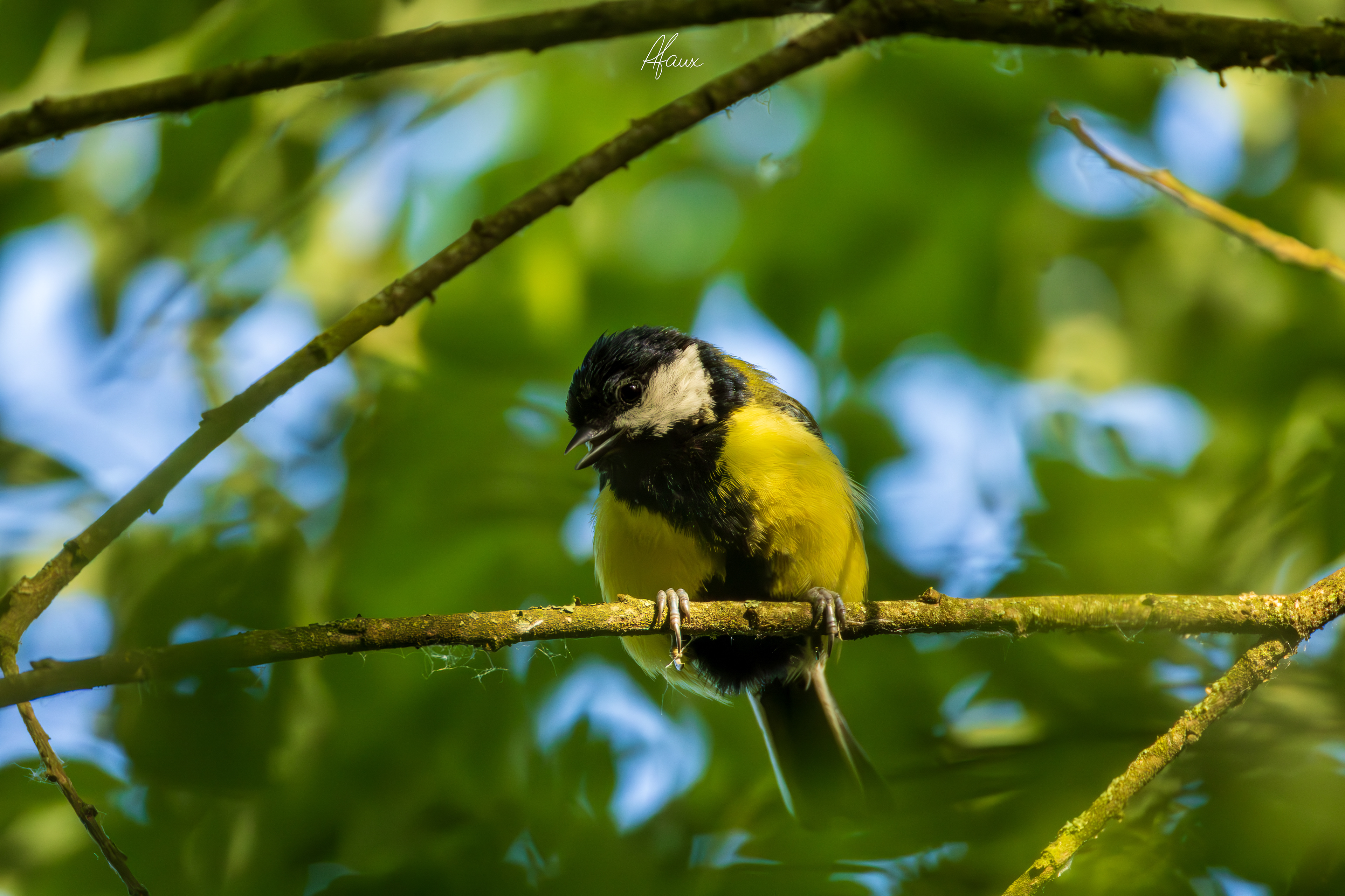 Great Tit