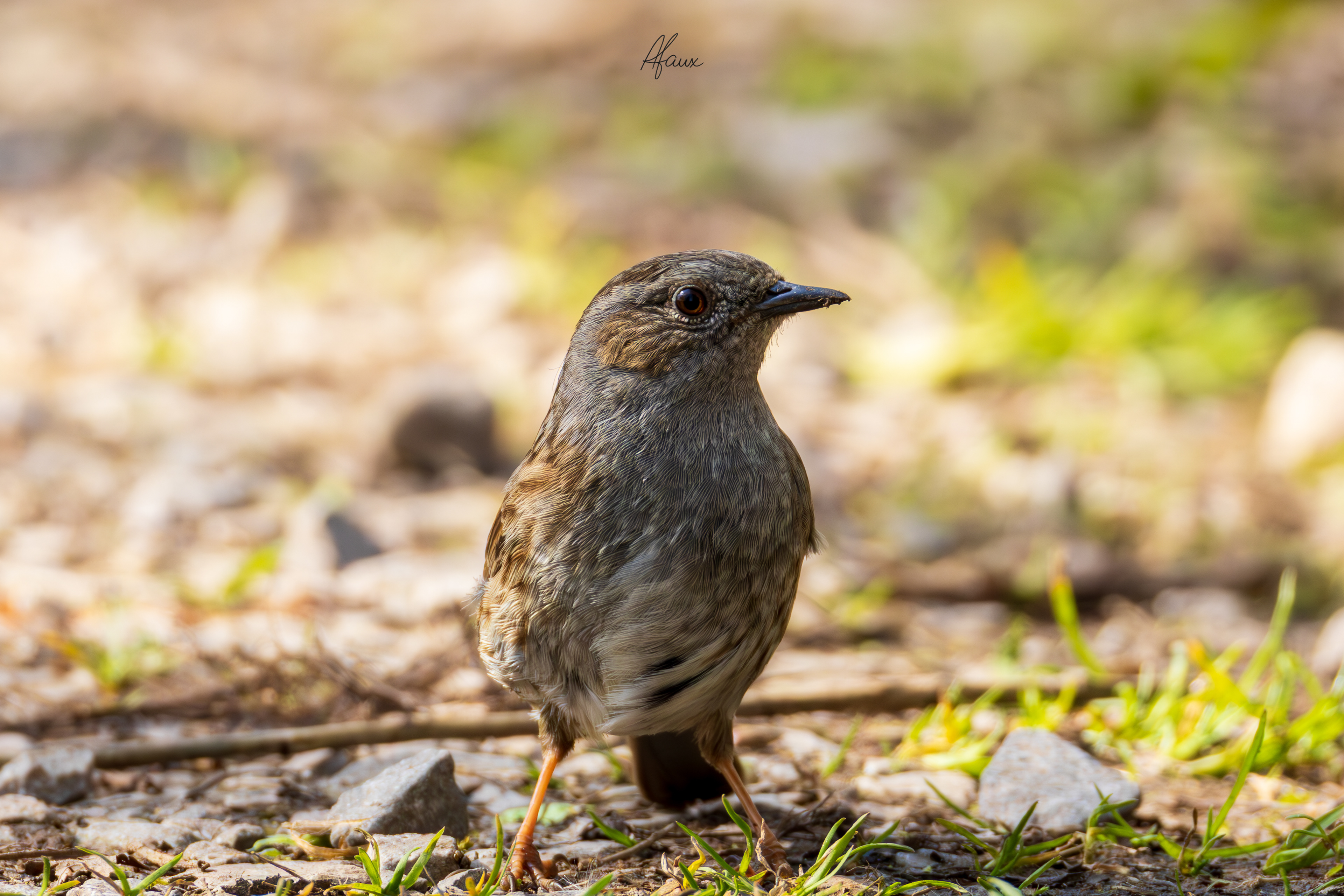 Dunnock