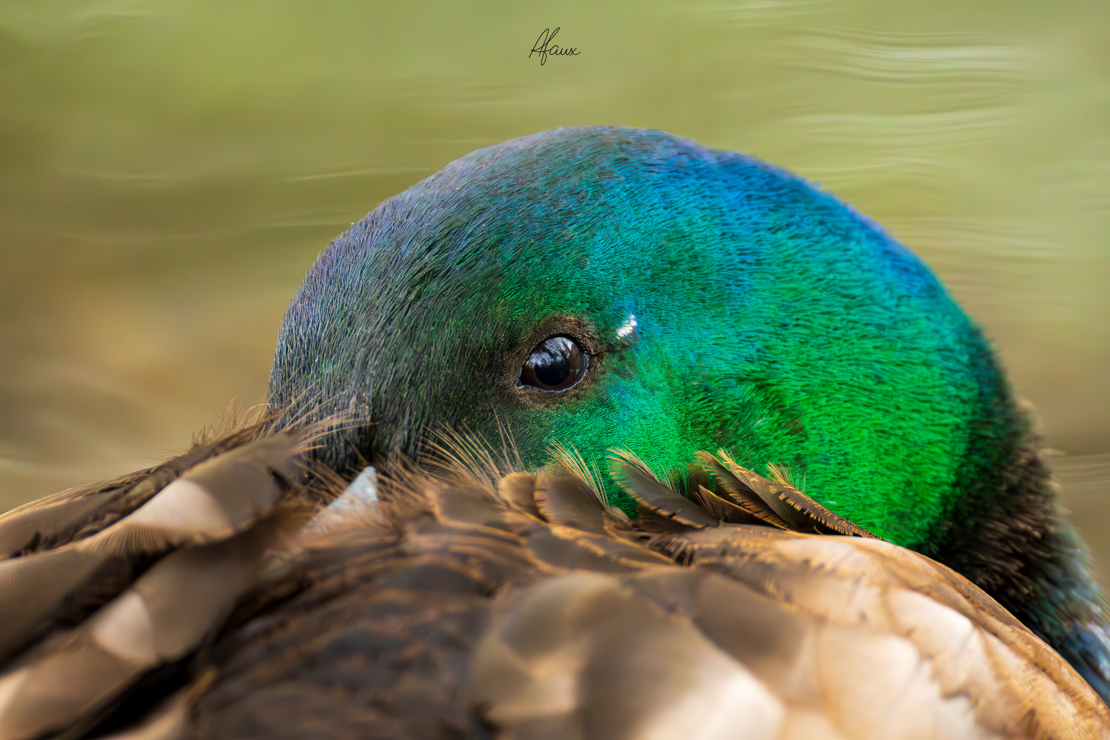 Mallard