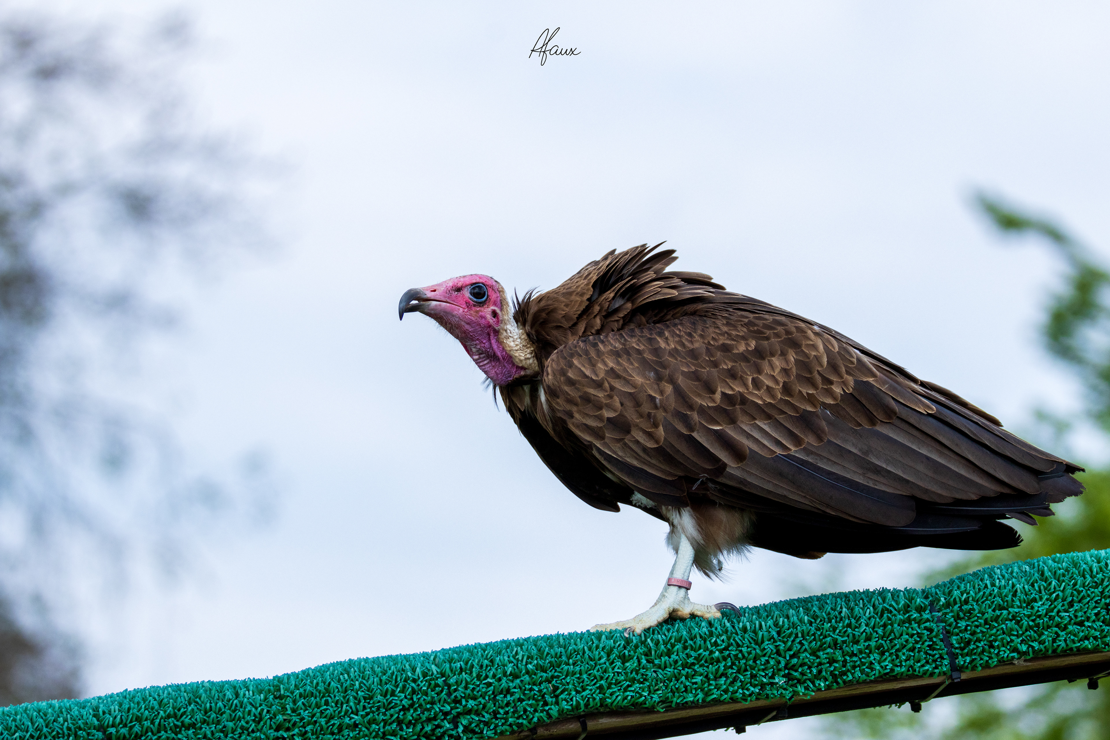 Turkey Vulture