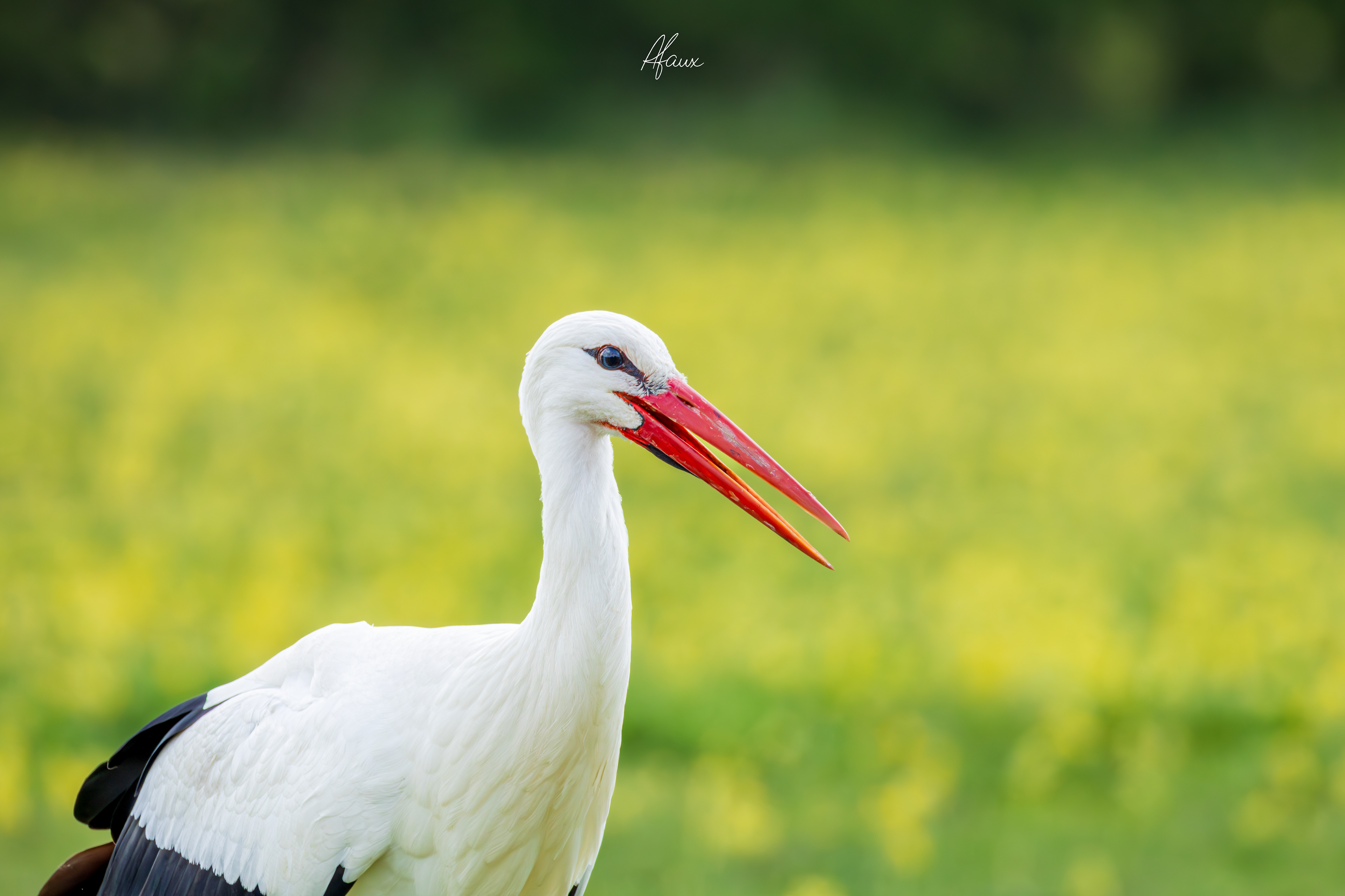 White Stork