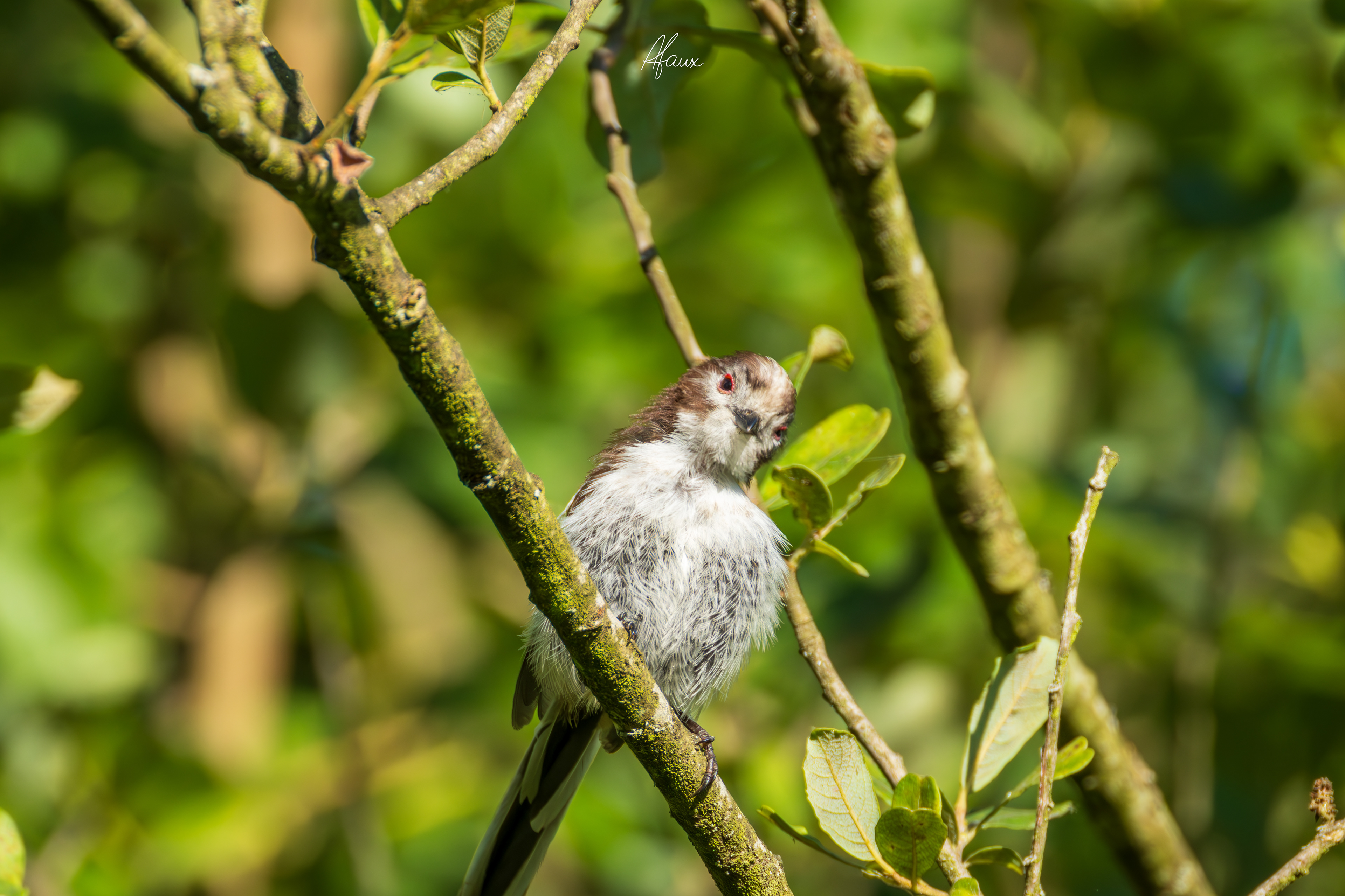 Long-Tailed Tit