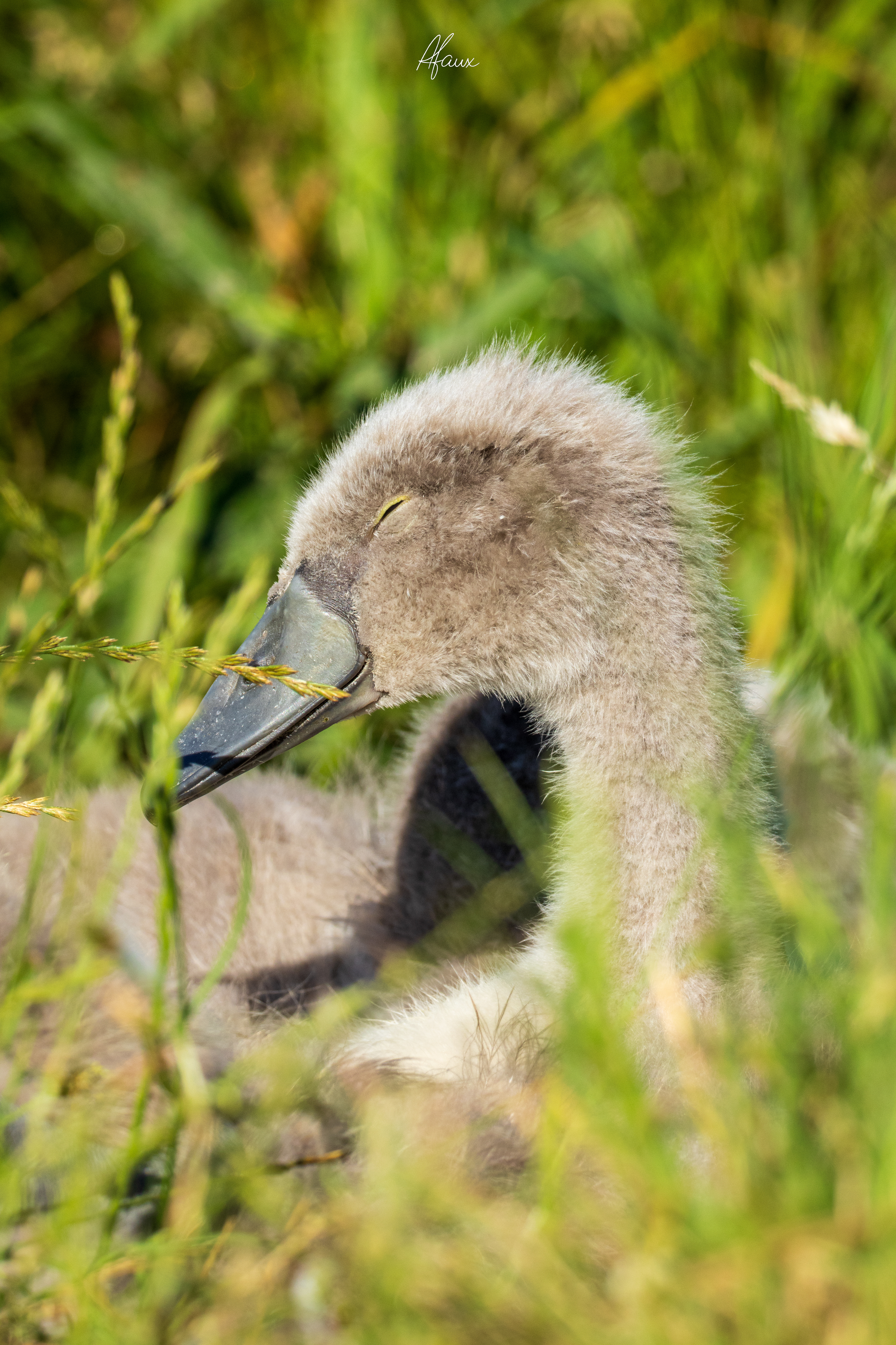 Swan Cygnet