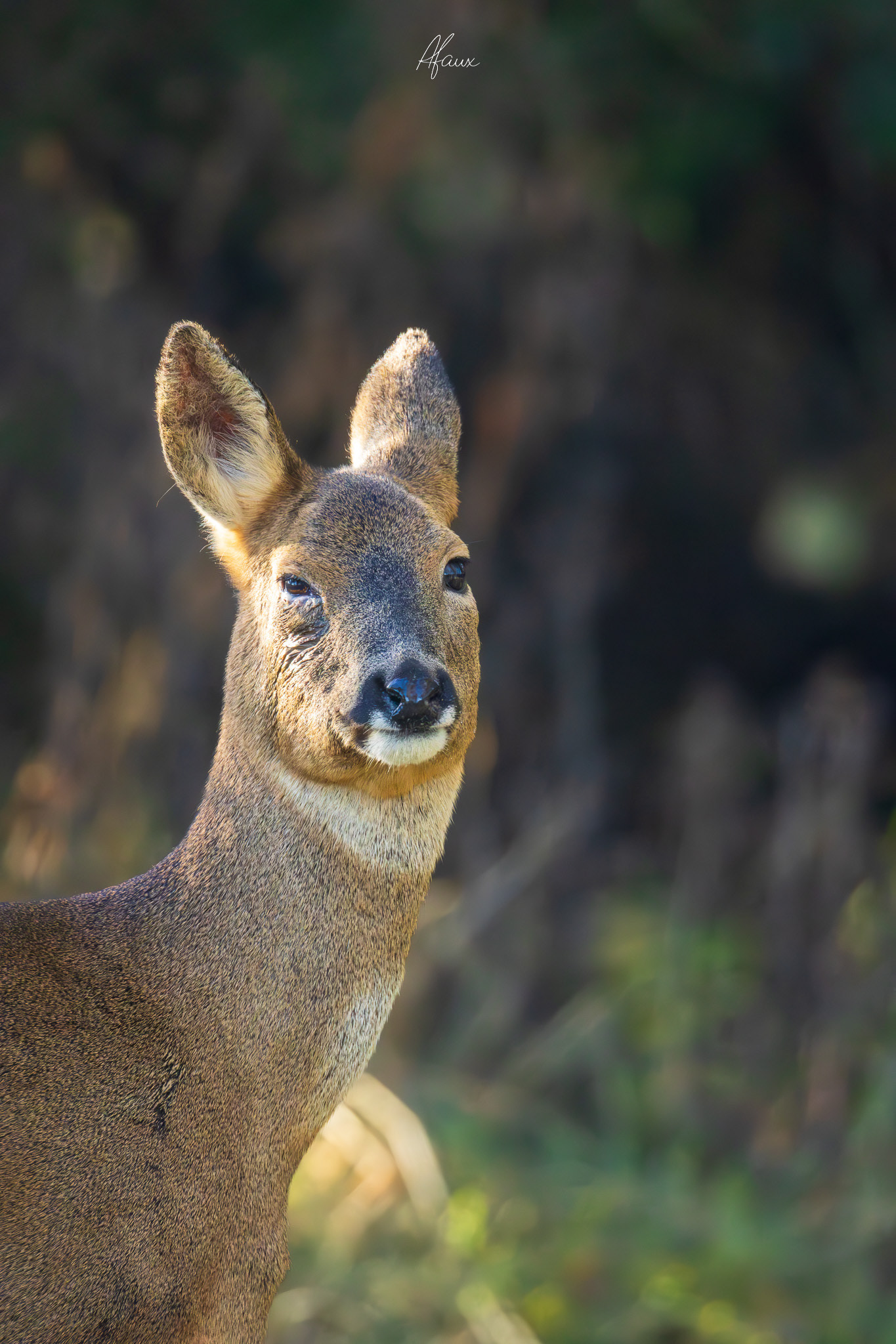 Roe Deer