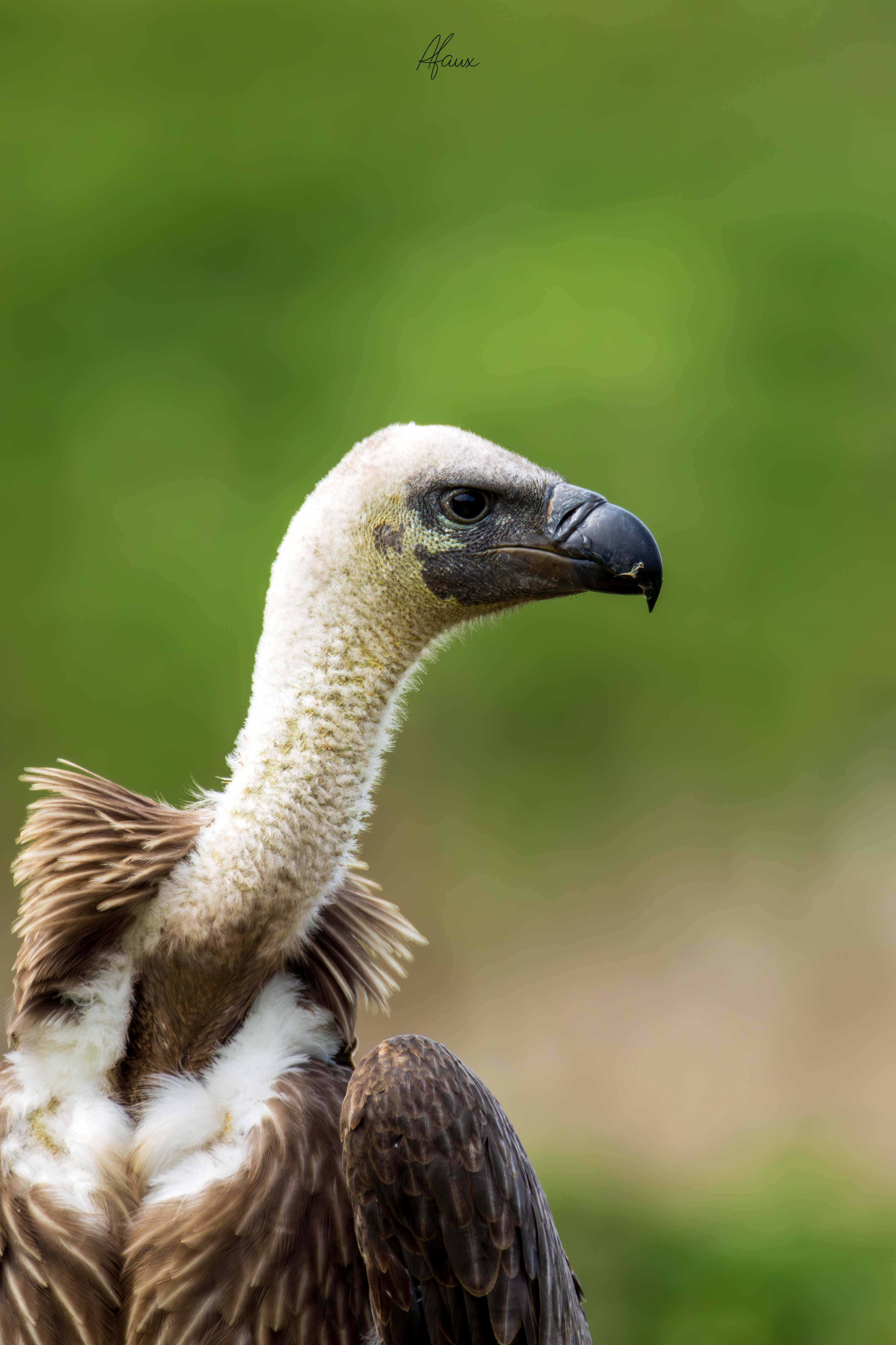 Griffon Vulture