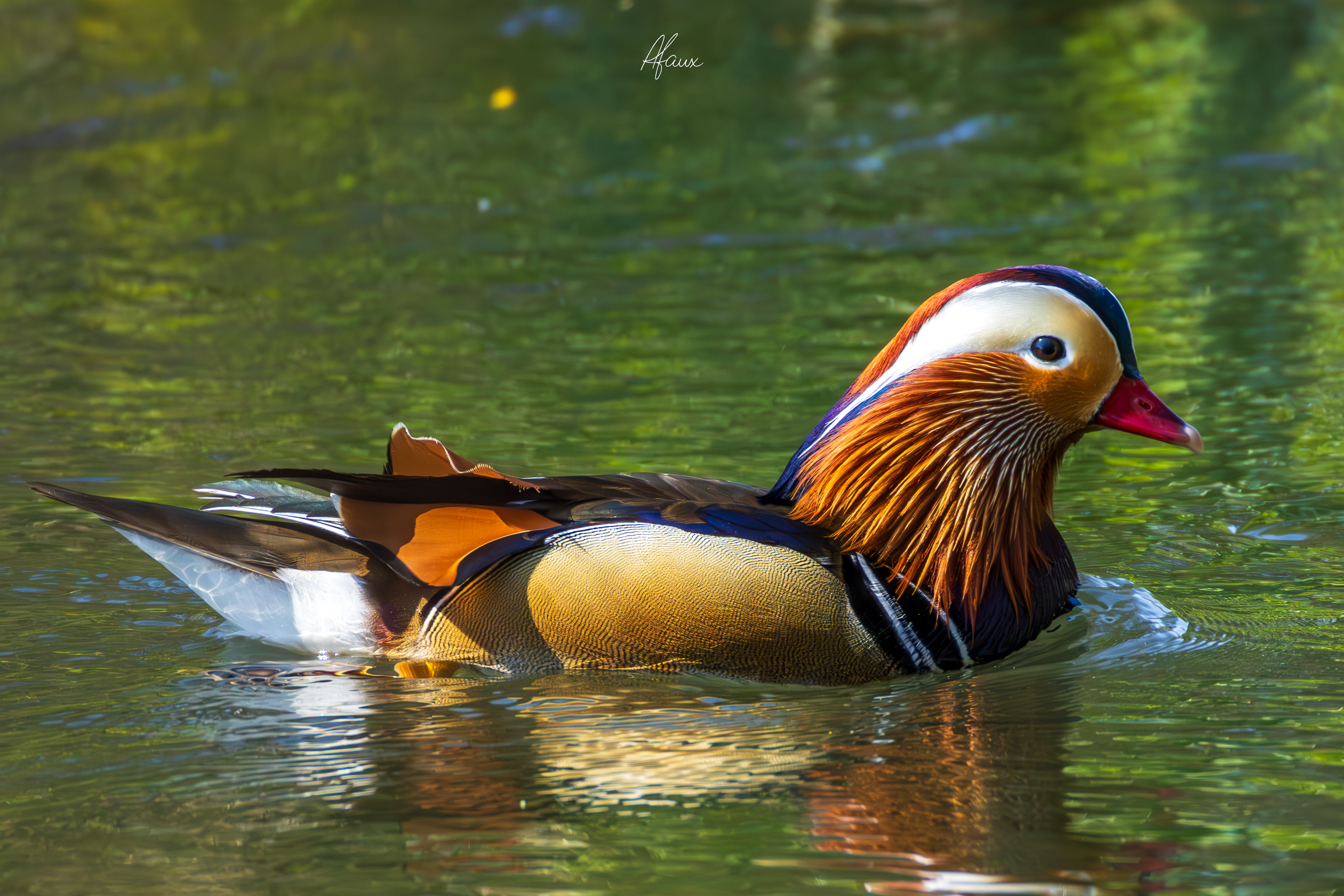 Mandarin Duck