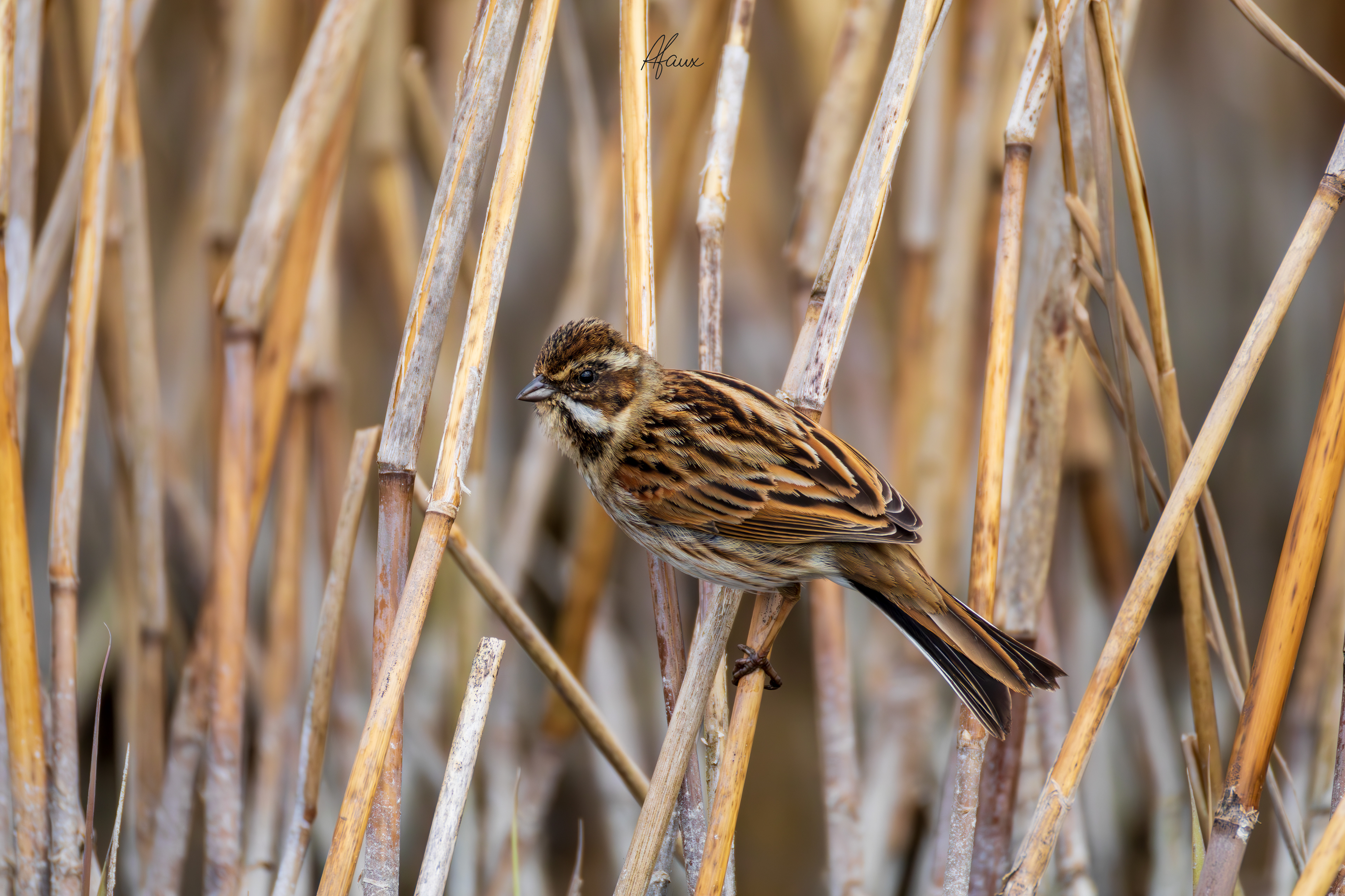 Reed Bunting