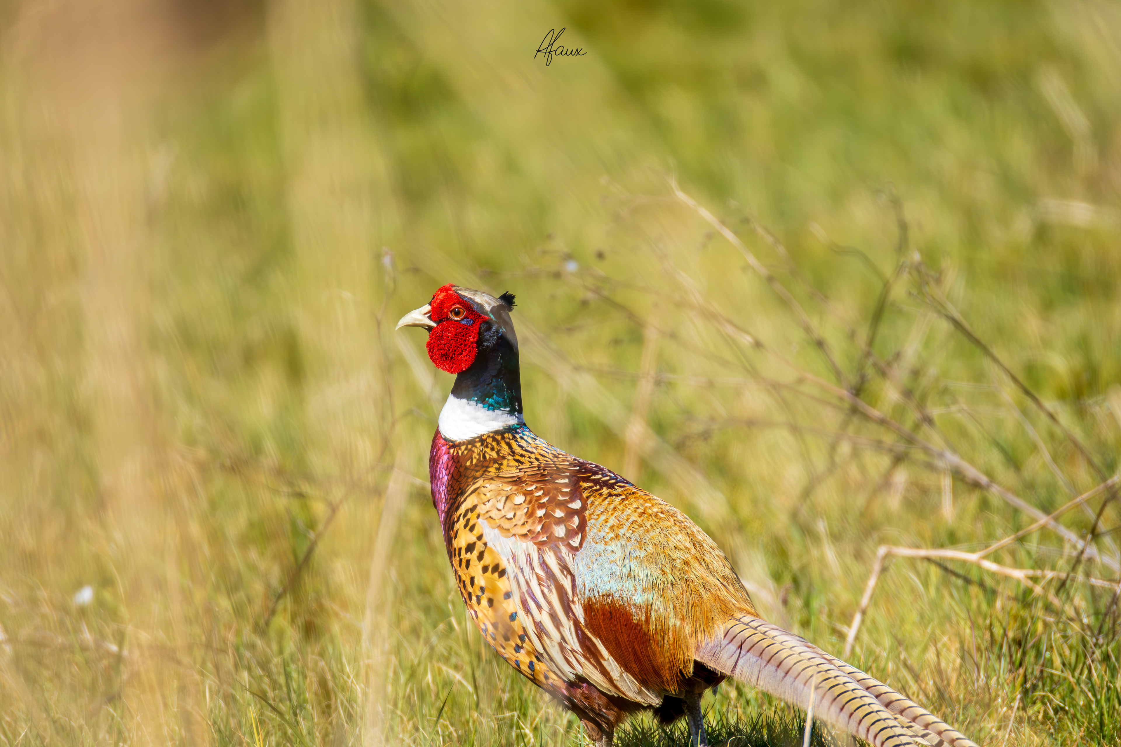 Pheasant