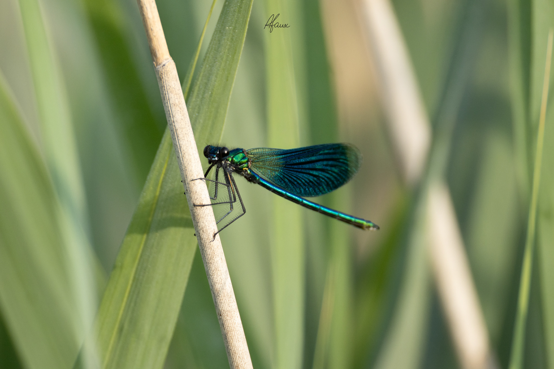 Banded Demoiselle
