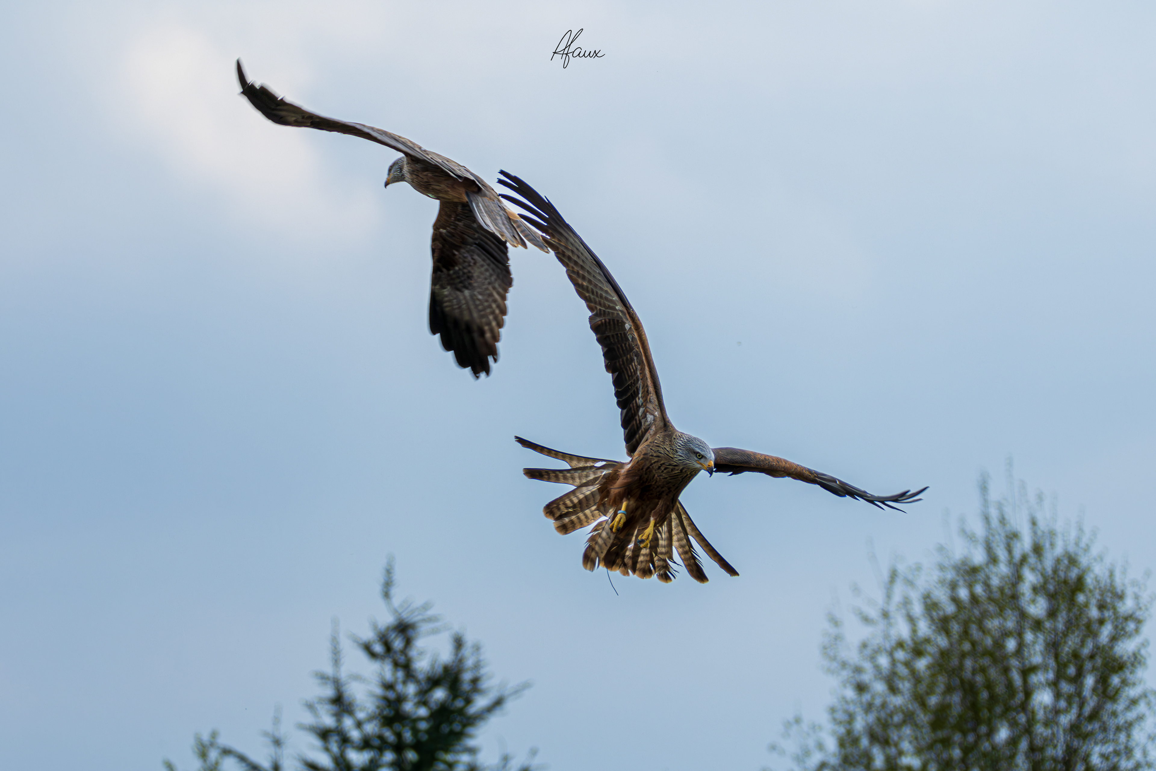 Black Kites