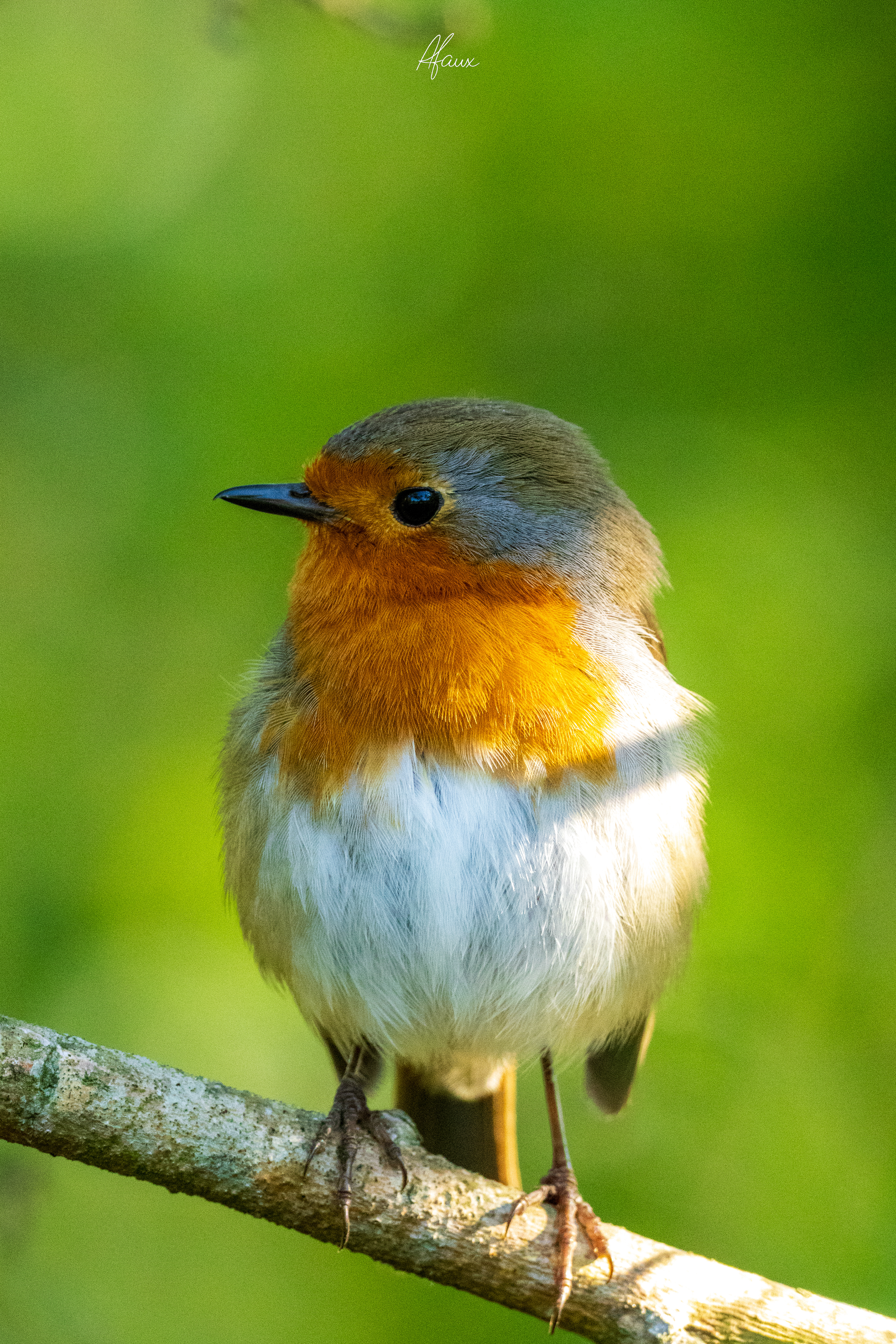 European Robin