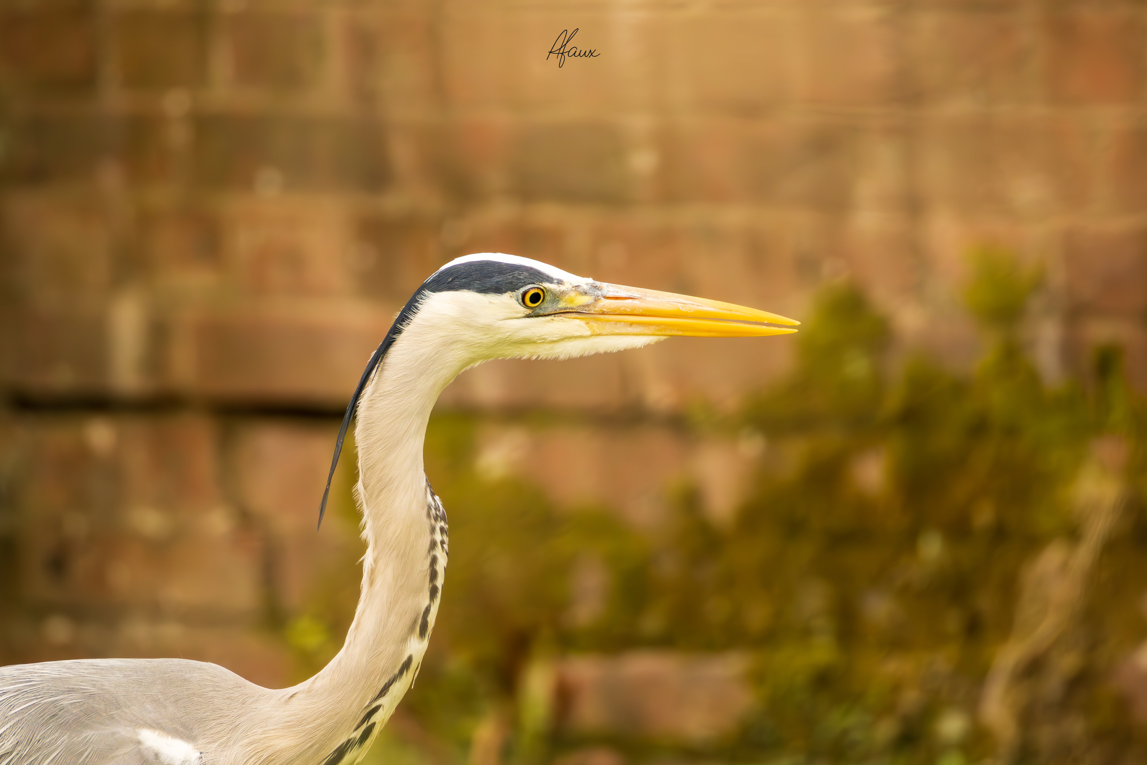 Grey Heron