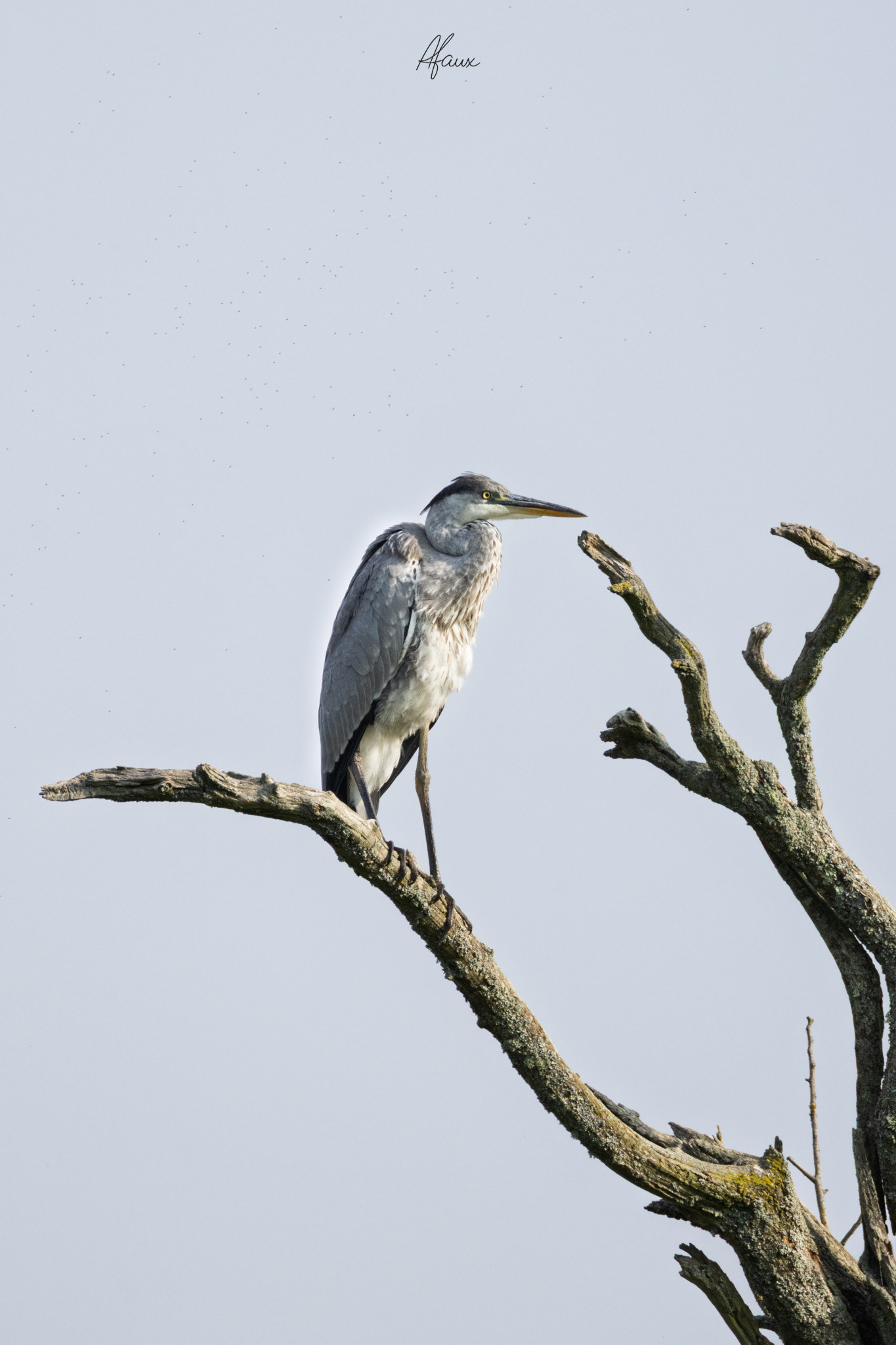 Grey Heron