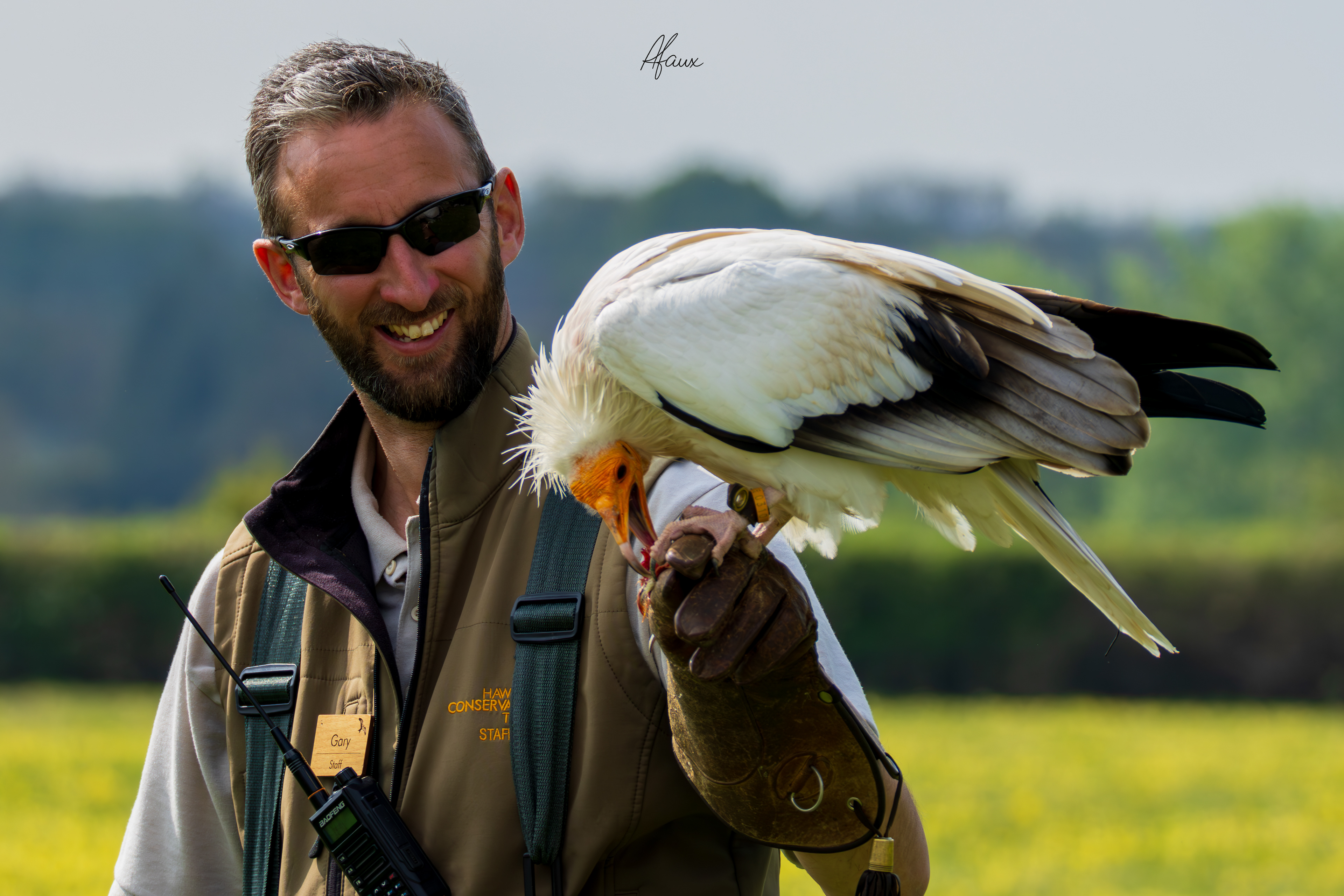 Egyptian Vulture