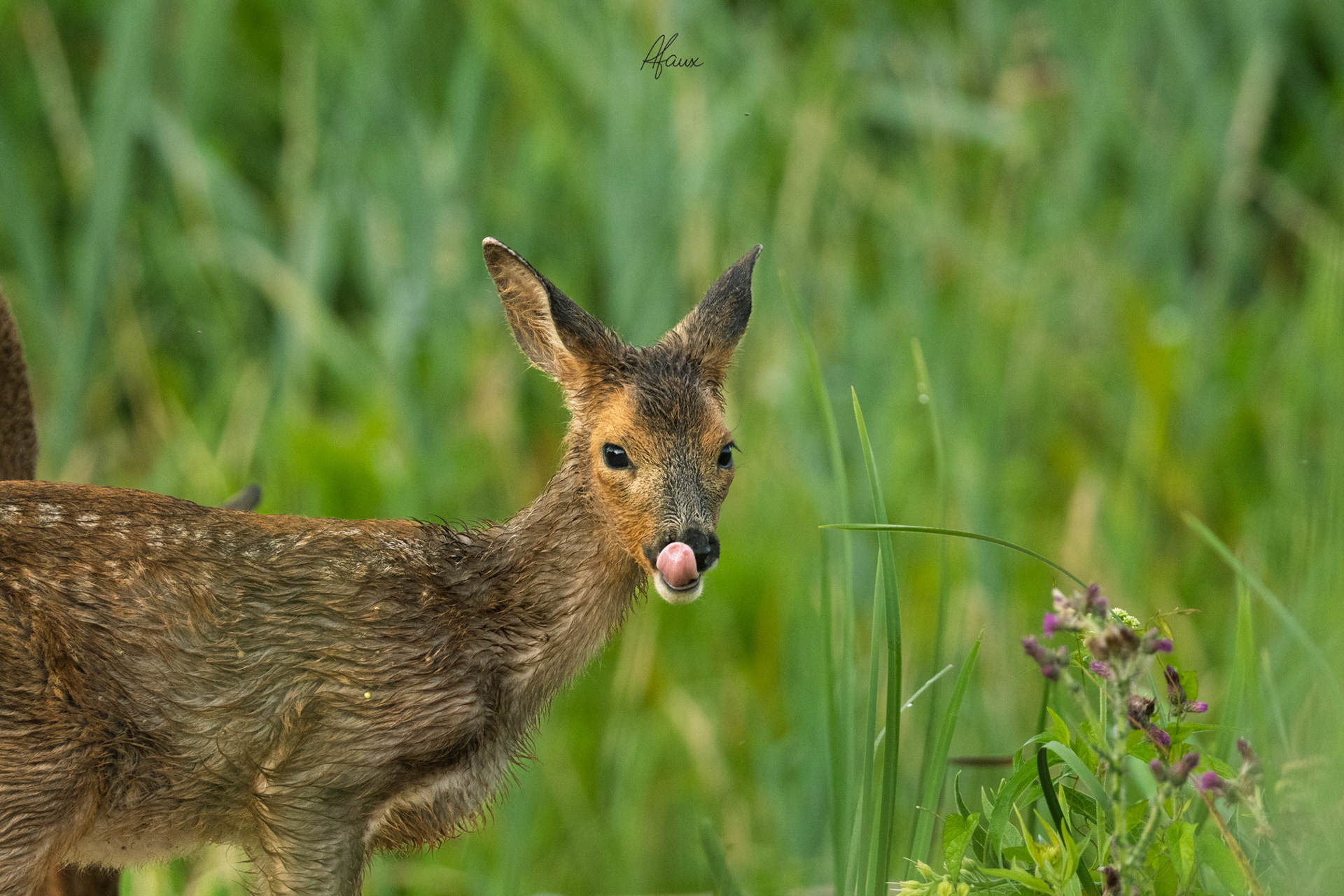 Roe Deer Fawn